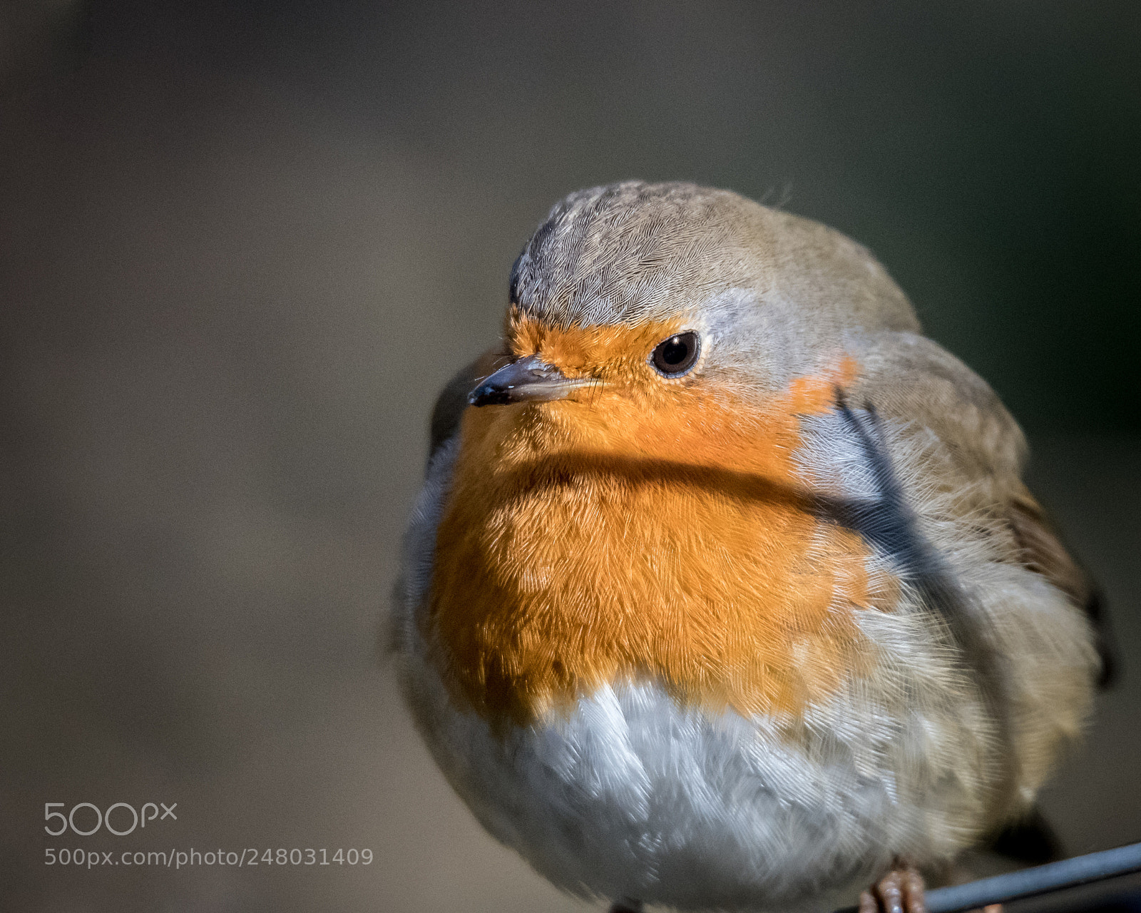 Nikon D500 sample photo. Robin redbreast photography