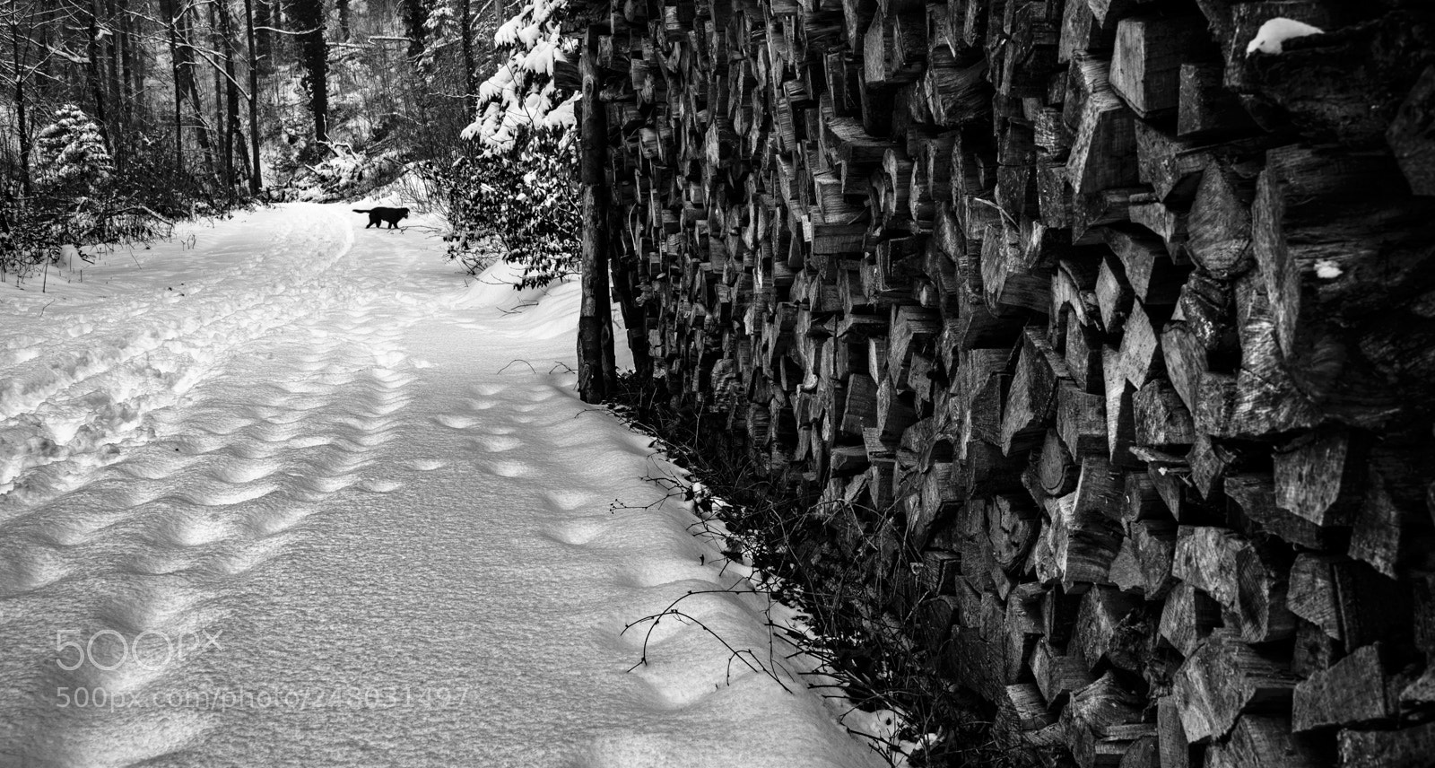 Nikon D600 sample photo. Walking the dog photography