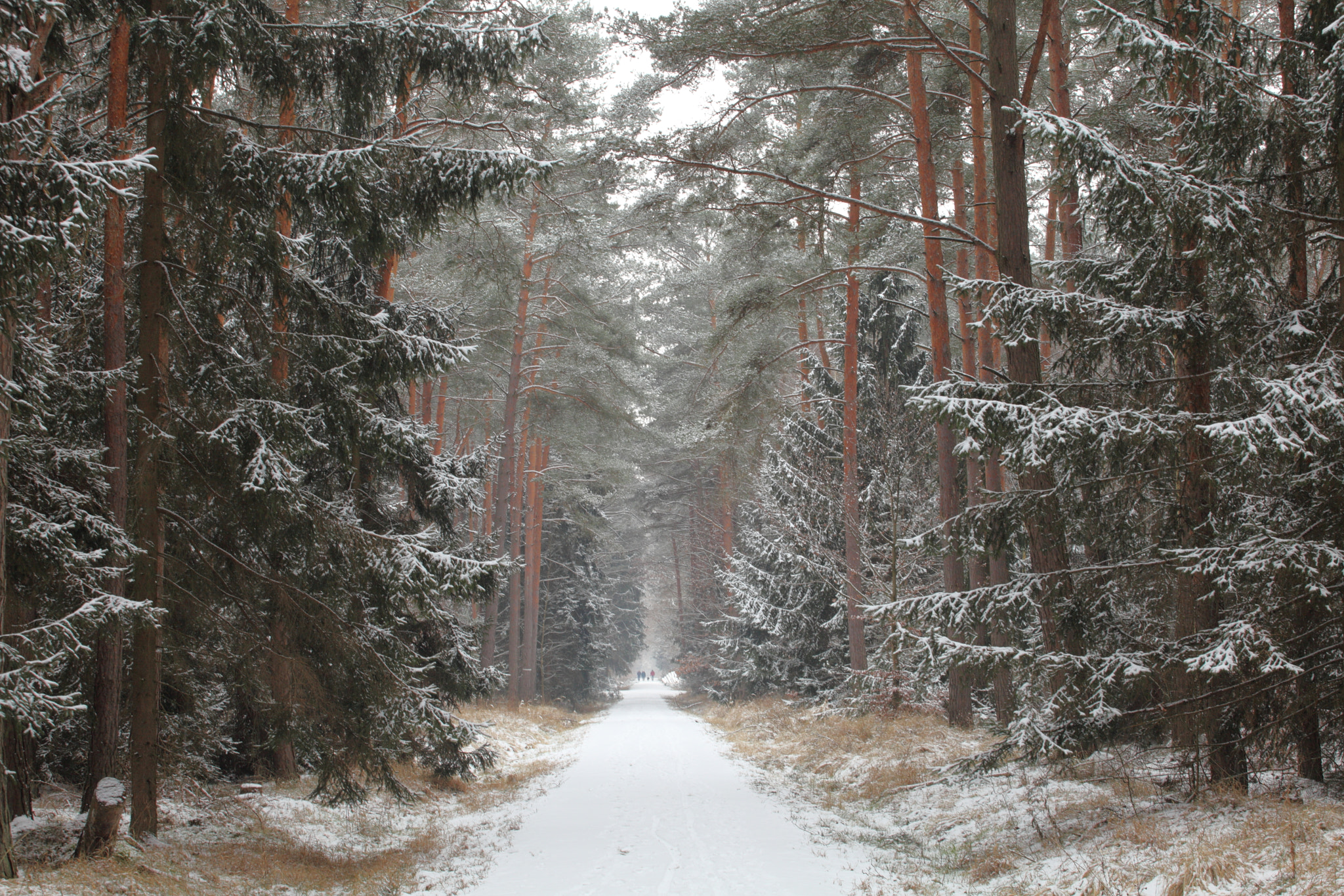 Canon EF 70-200mm F4L USM sample photo. The walkway in the forest photography