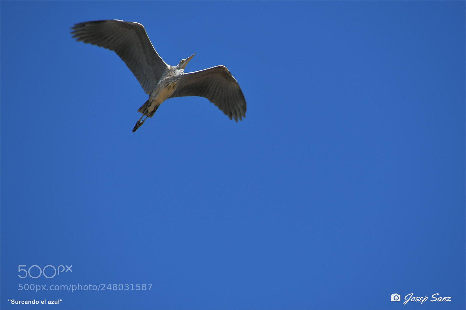 Nikon D7500 sample photo. Surcando el azul photography