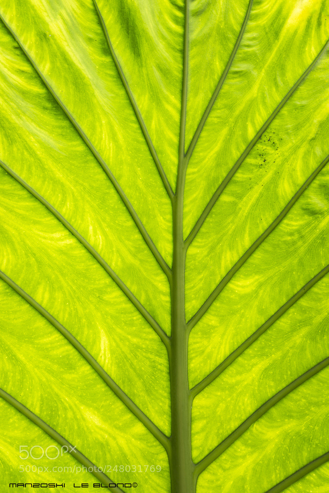 Nikon D610 sample photo. Leaf photography