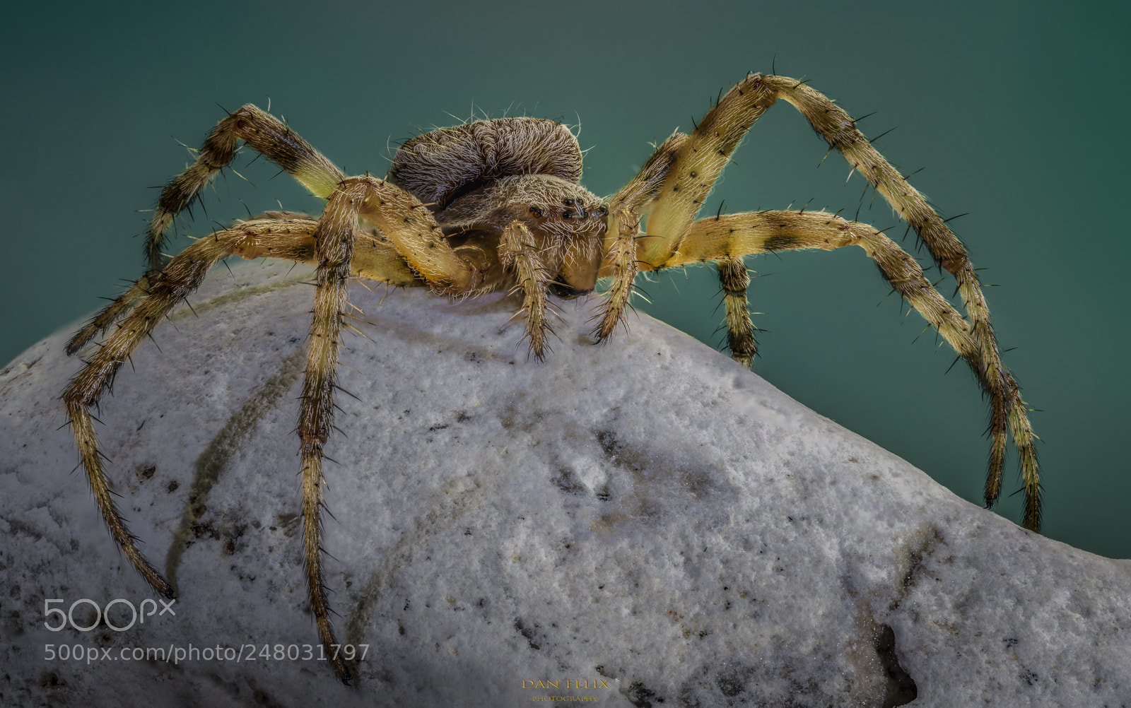 Nikon D810 sample photo. Microcosmos photography