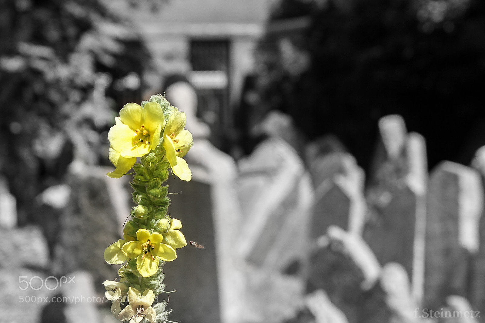 Canon EOS 550D (EOS Rebel T2i / EOS Kiss X4) sample photo. Jewish cemetery photography