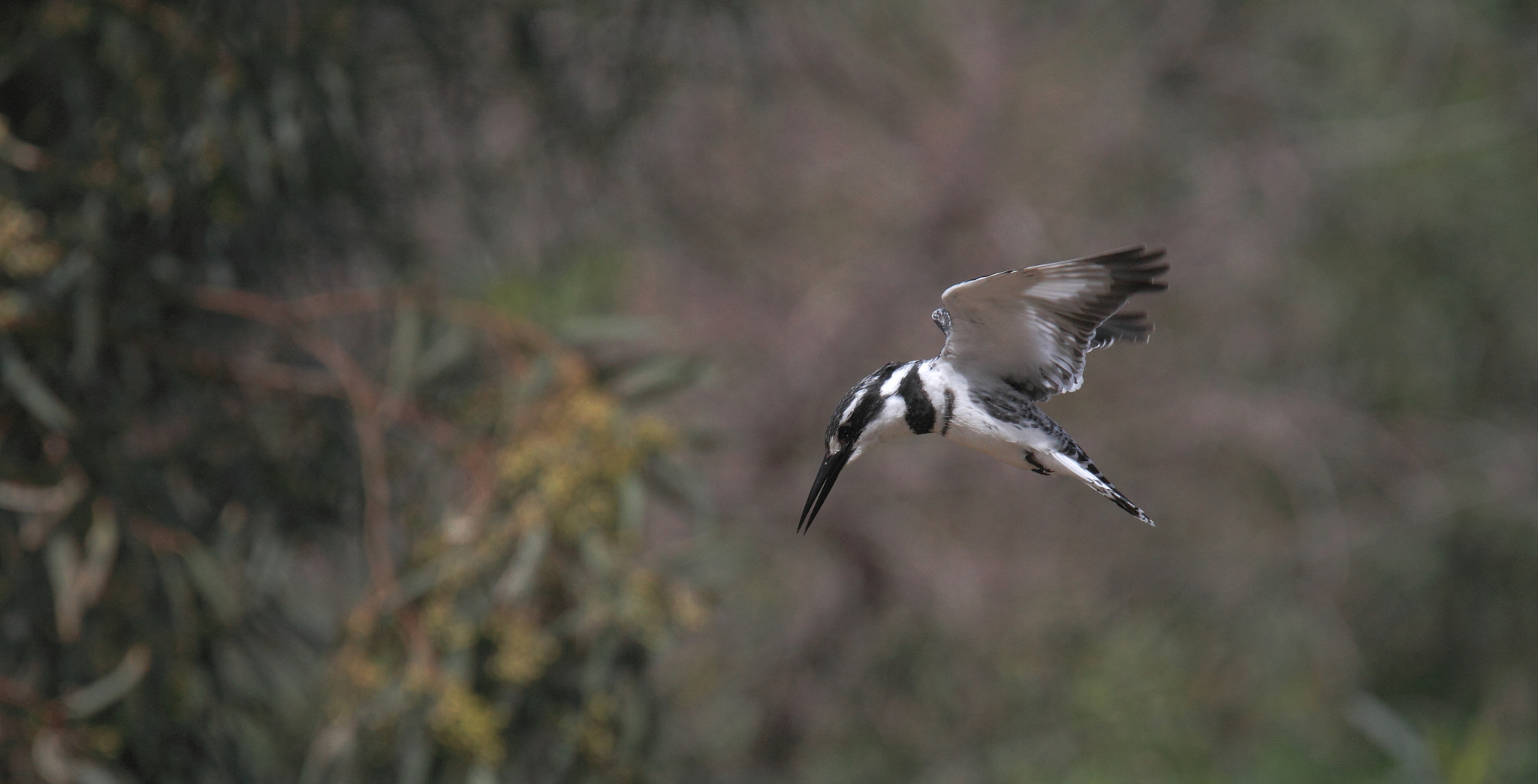 Tamron SP 150-600mm F5-6.3 Di VC USD sample photo. The pied kingfisher (ceryle rudis)... photography