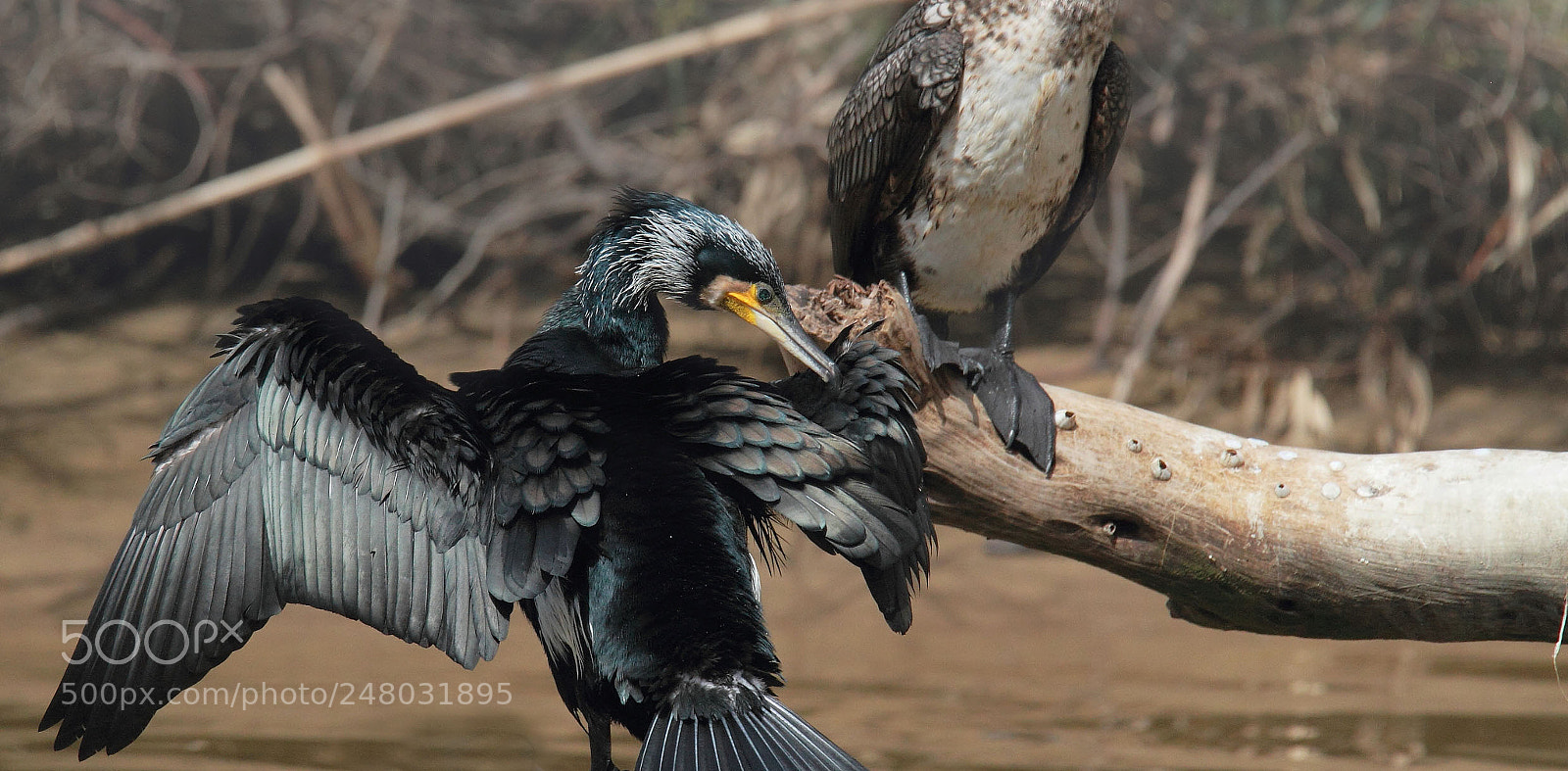 Canon EOS 7D sample photo. Cormorant with one wing ... photography