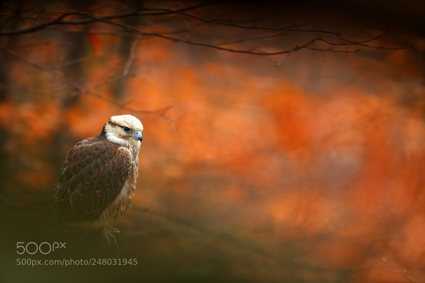Canon EOS-1D X sample photo. Lanner falcon (falco biarmicus) photography
