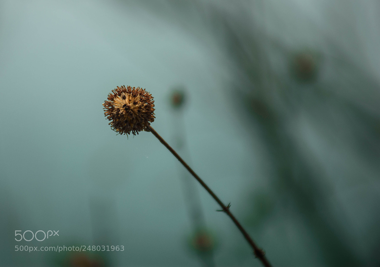 Nikon D7200 sample photo. 季节流逝 photography