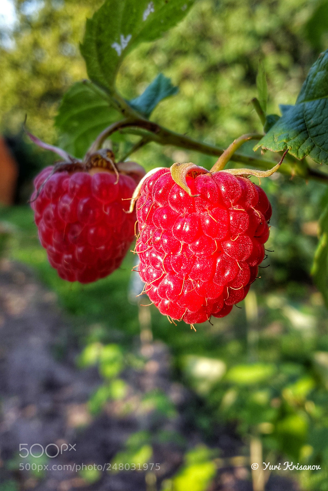 Samsung Galaxy Alpha sample photo. Autumn raspberry photography