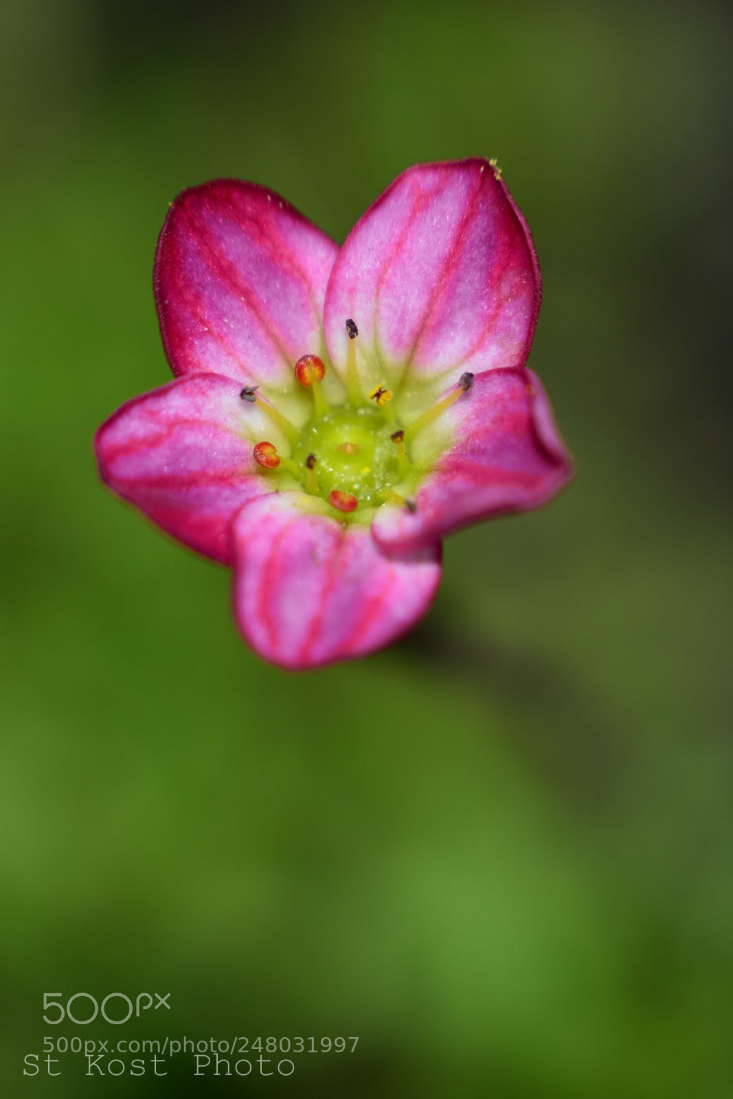 Nikon D5200 sample photo. Pink beauty photography