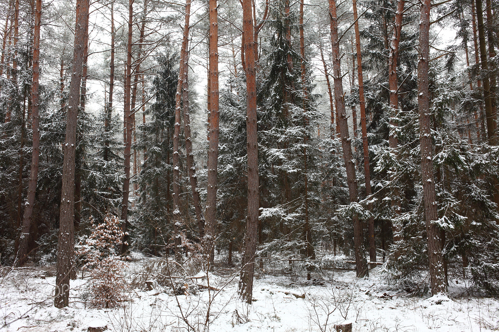 Canon EOS 5D Mark II + Canon EF 35mm F2 sample photo. The forest photography