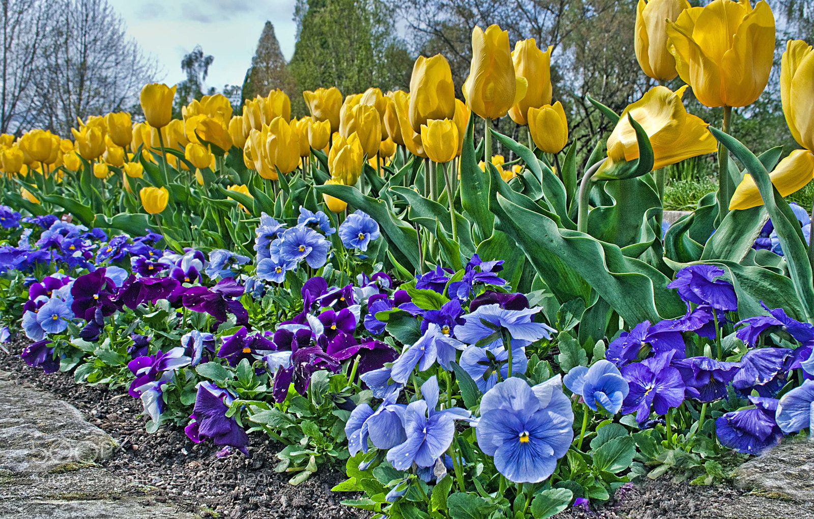 Canon EOS 1000D (EOS Digital Rebel XS / EOS Kiss F) sample photo. Flower bed photography