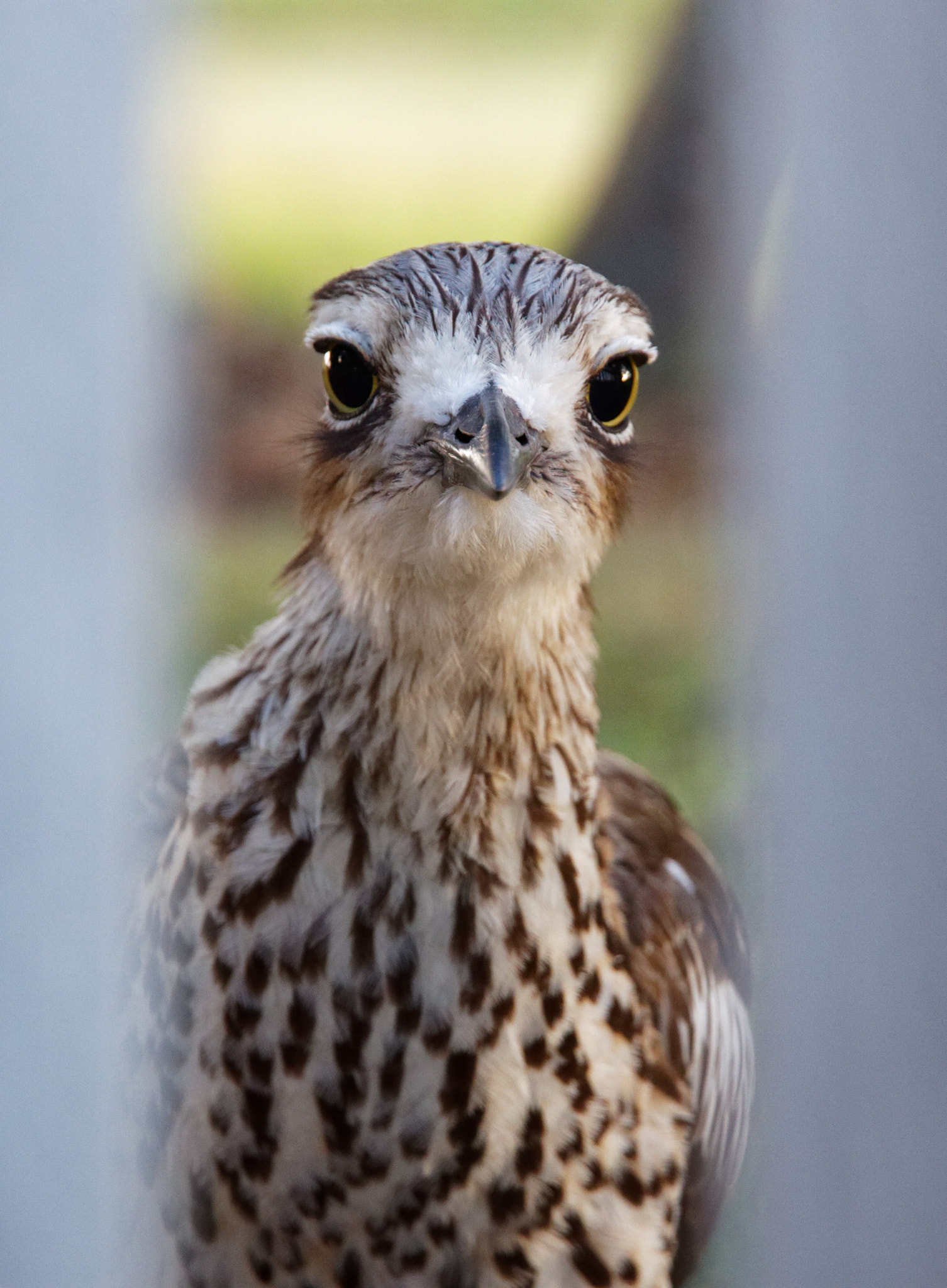 Canon EOS 50D + Canon EF-S 15-85mm F3.5-5.6 IS USM sample photo. Bush stone curlew photography