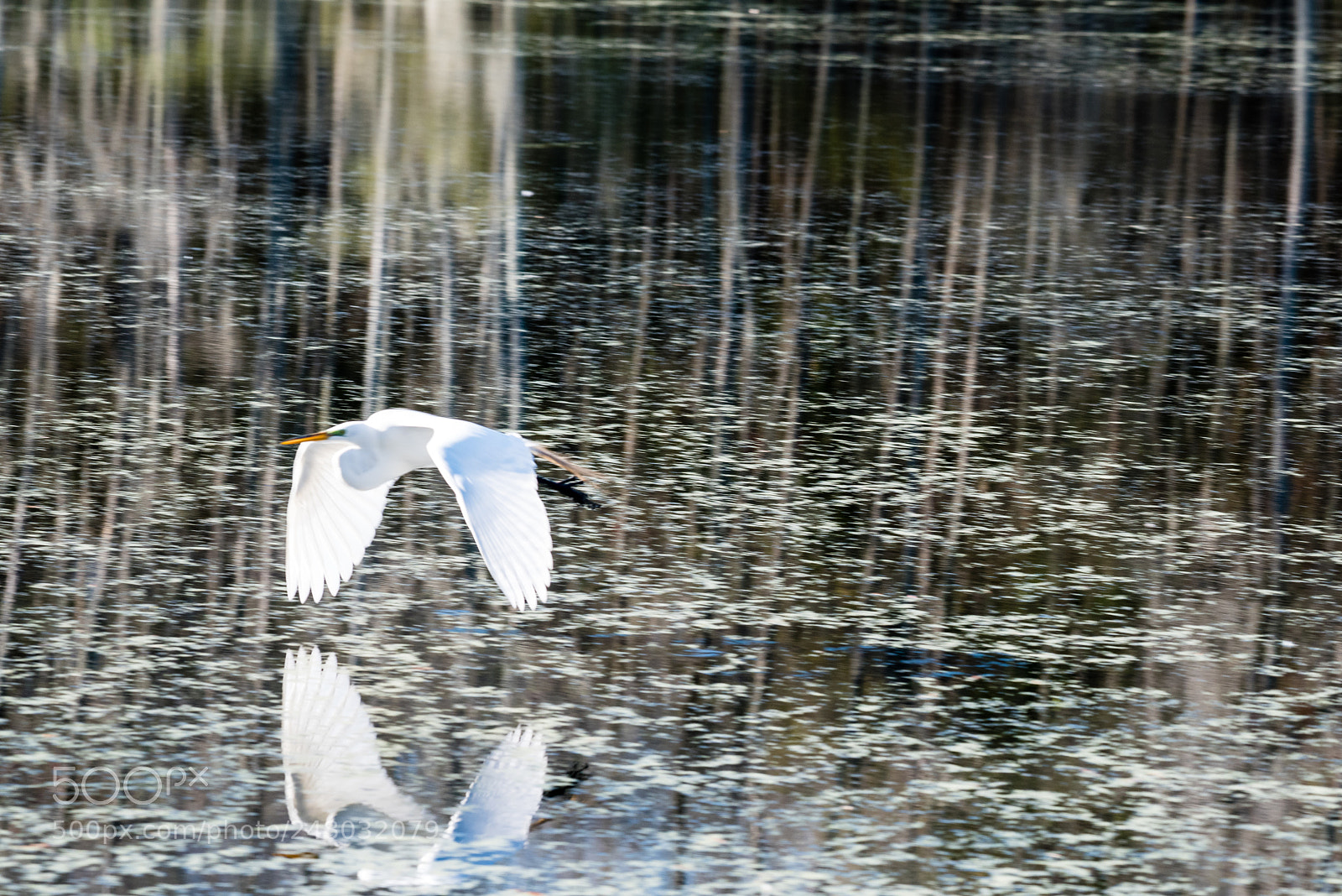 Nikon D750 sample photo. Great egret flying over photography