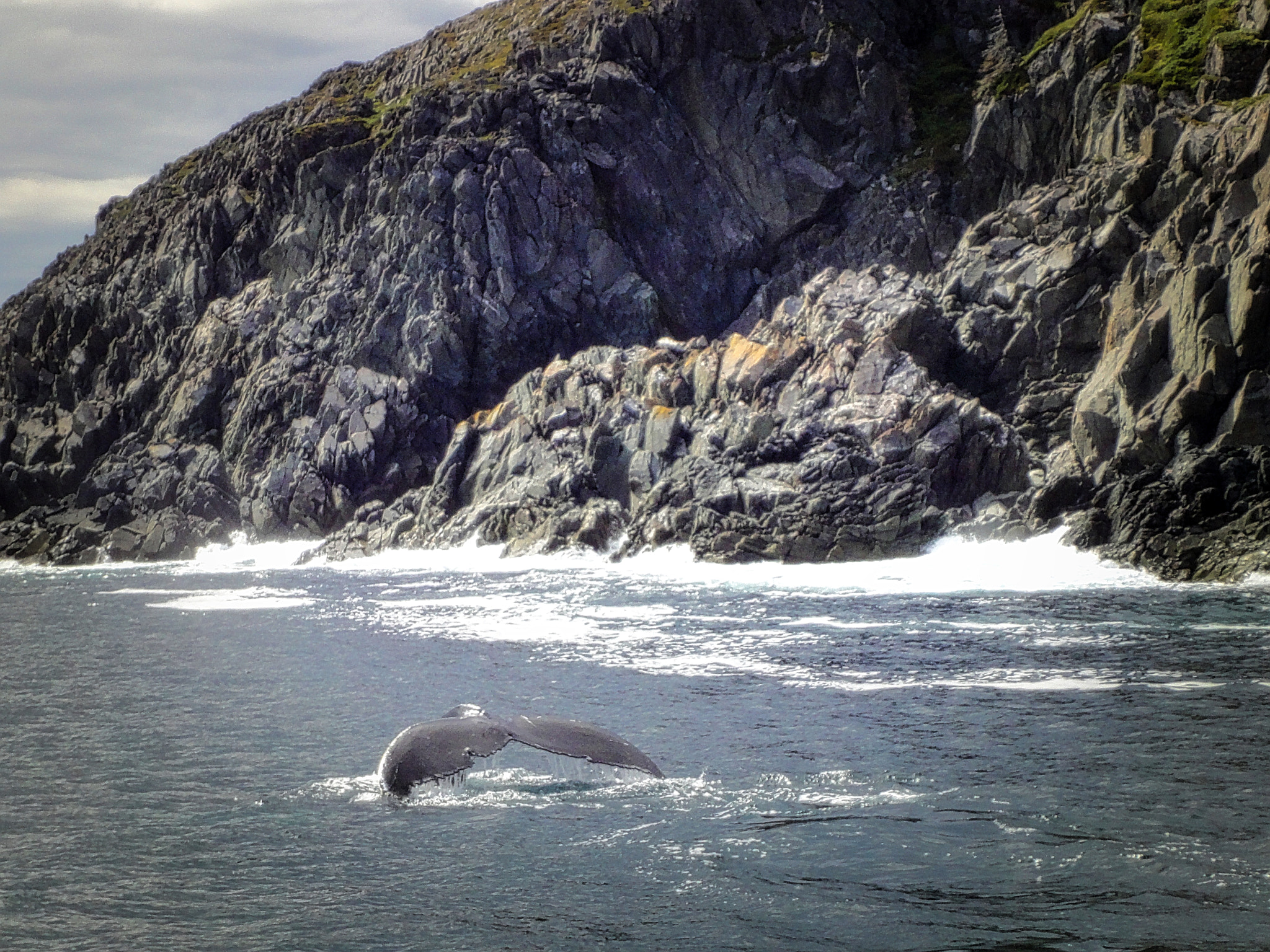 Sony Cyber-shot DSC-WX1 sample photo. Whale in greenland photography