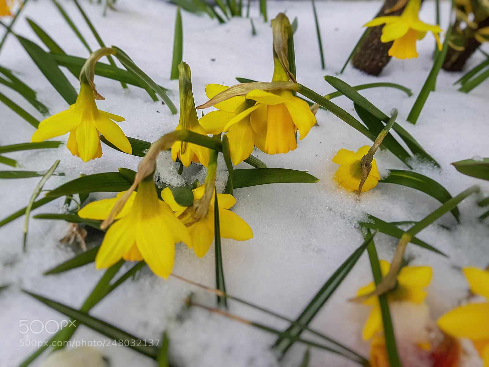 Samsung Galaxy S8+ sample photo. Spring is delayed photography
