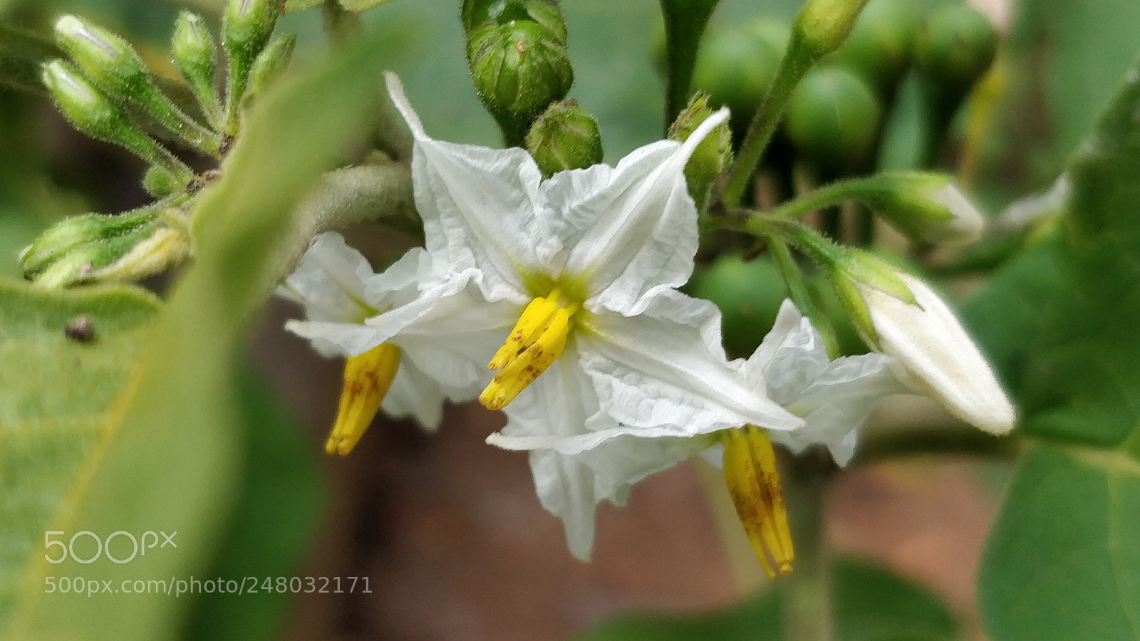 OnePlus 5 sample photo. White solanum photography