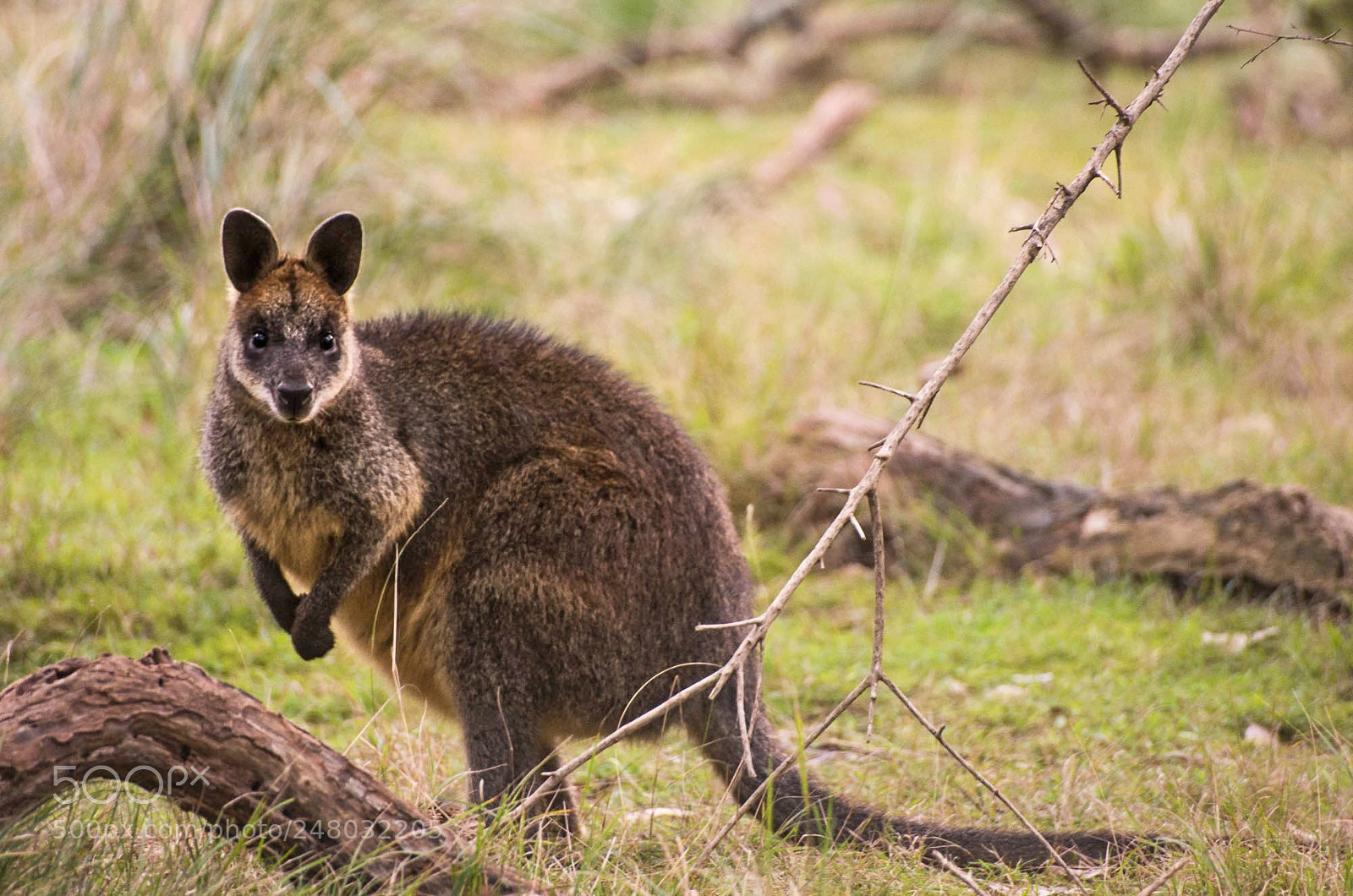Pentax K-5 II sample photo. Wallaby photography