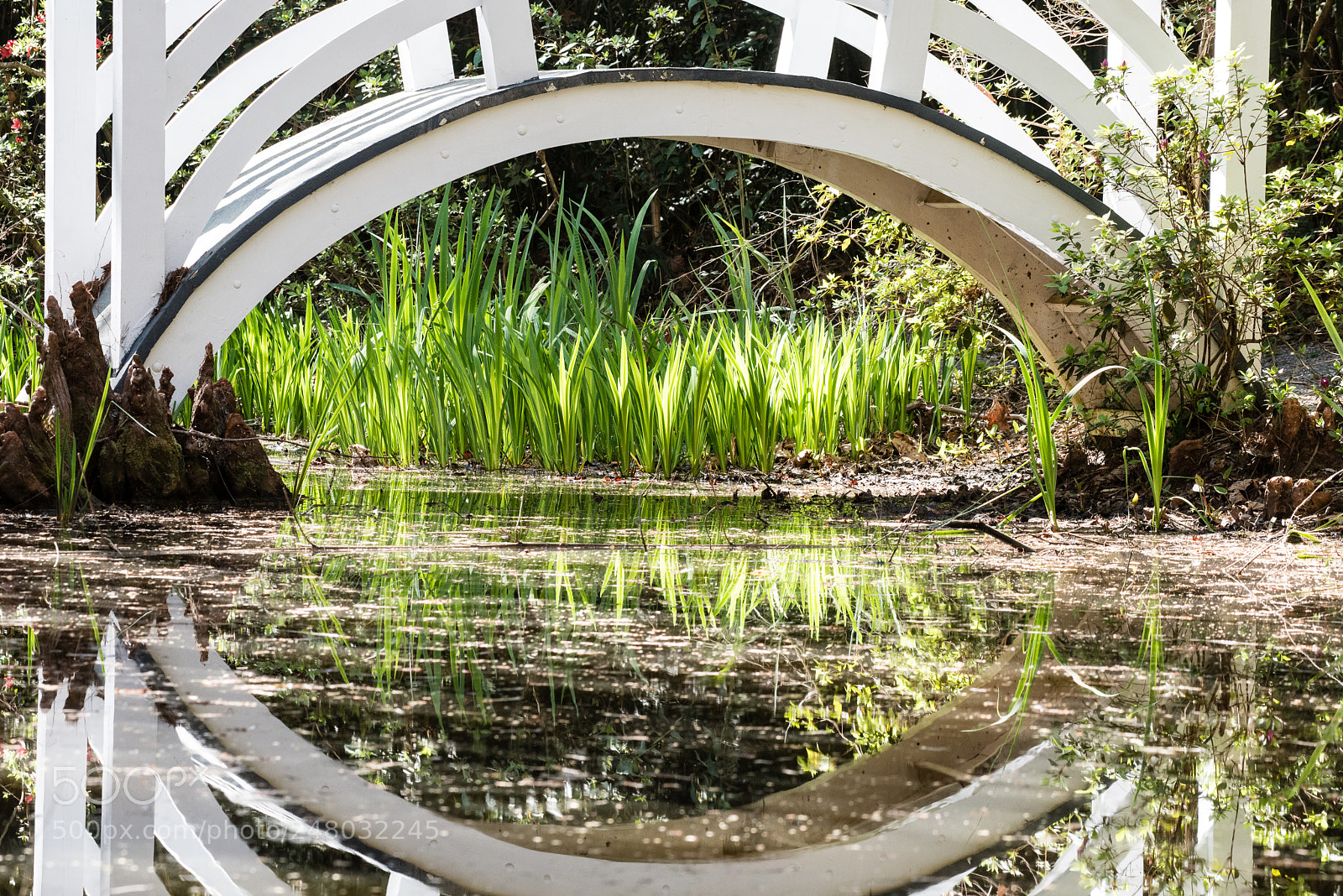 Nikon D750 sample photo. Lilies under the bridge photography