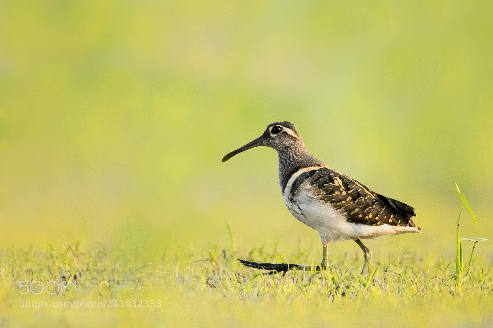 Nikon D500 sample photo. Greater painted snipe photography