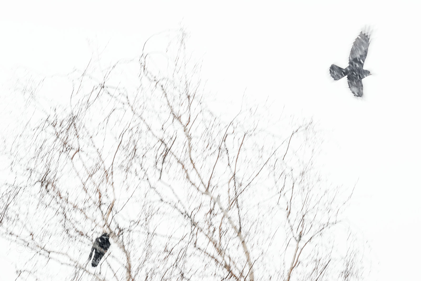 Nikon D800E sample photo. Back to nest in photography
