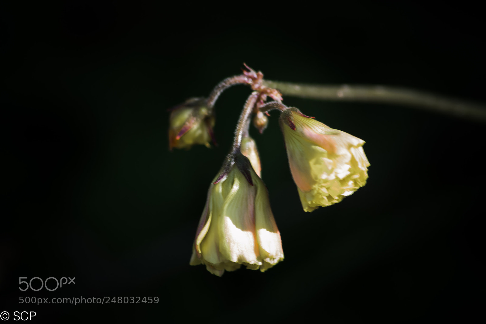 Nikon D3100 sample photo. The rites of spring photography