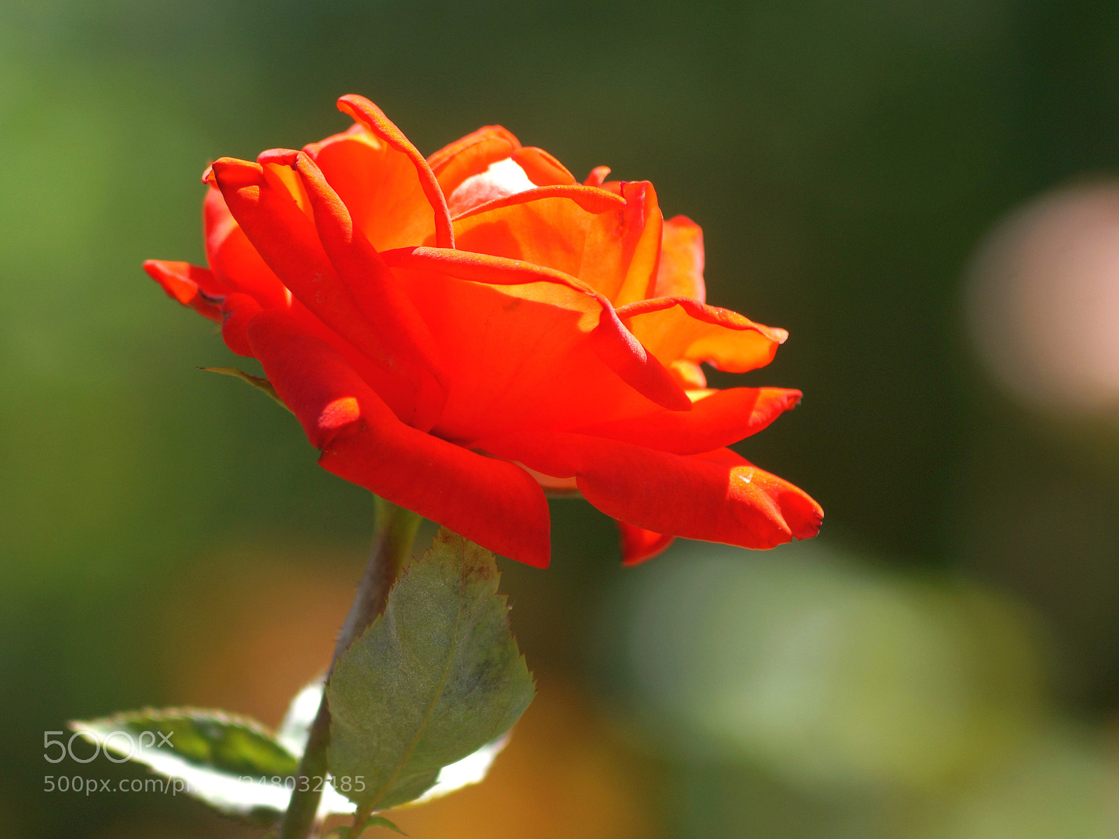 Sony SLT-A58 sample photo. Red rose. photography