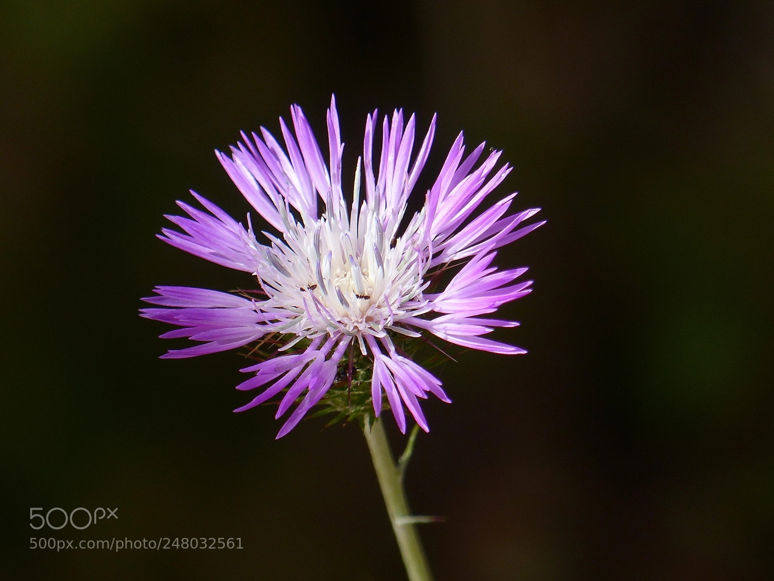 Panasonic Lumix DMC-FZ200 sample photo. Chardon photography