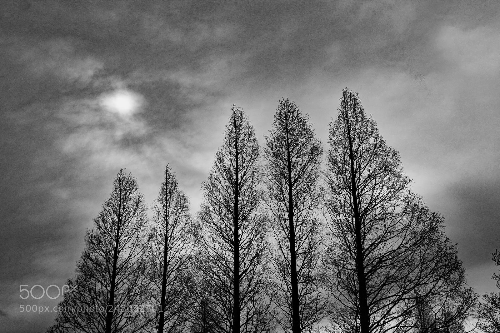Canon EOS 60D sample photo. Tree photography
