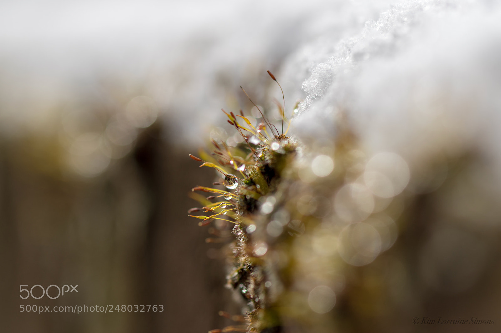 Nikon D5600 sample photo. Morning macro photography