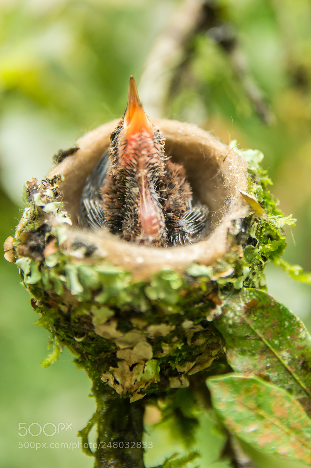 Nikon D3200 sample photo. Hummingbird nest photography