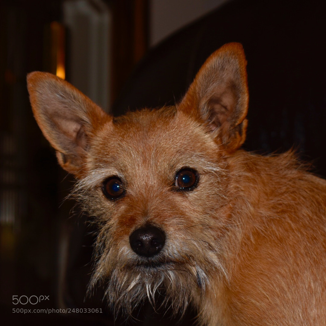 Nikon D3400 sample photo. The bearded little lady! photography