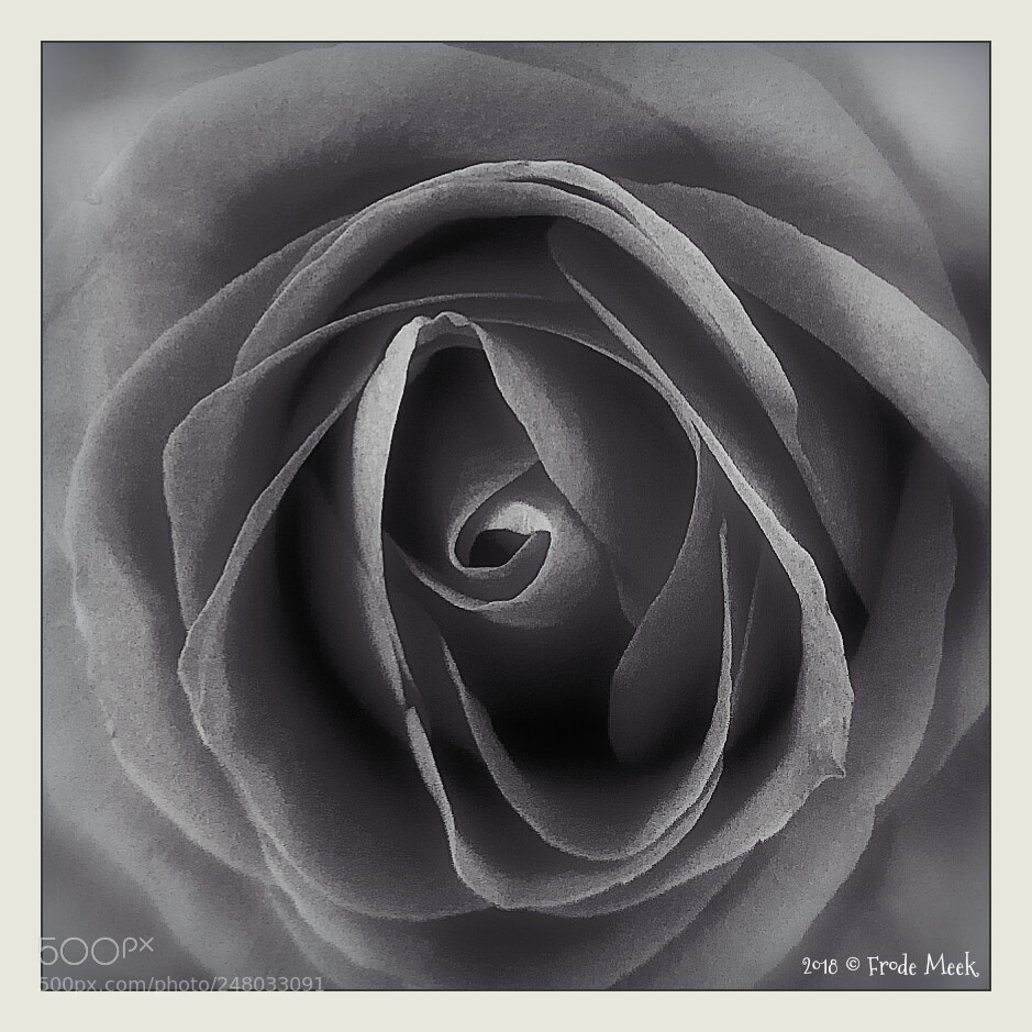 HUAWEI Mate 10 Lite sample photo. Silver rose photography
