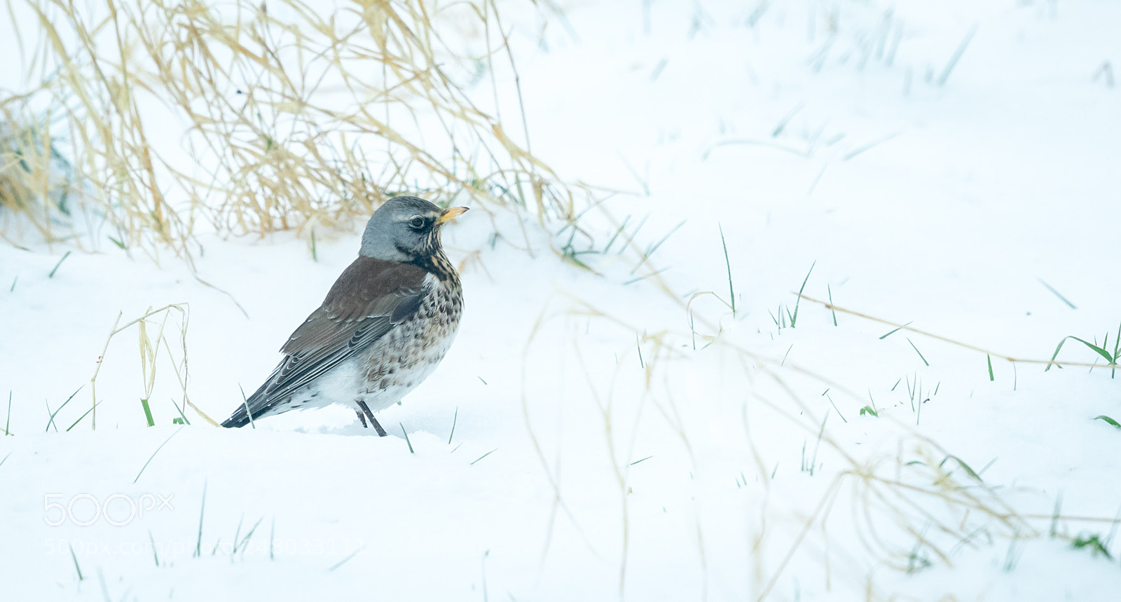 Canon EOS-1D X Mark II sample photo. Fieldfare photography
