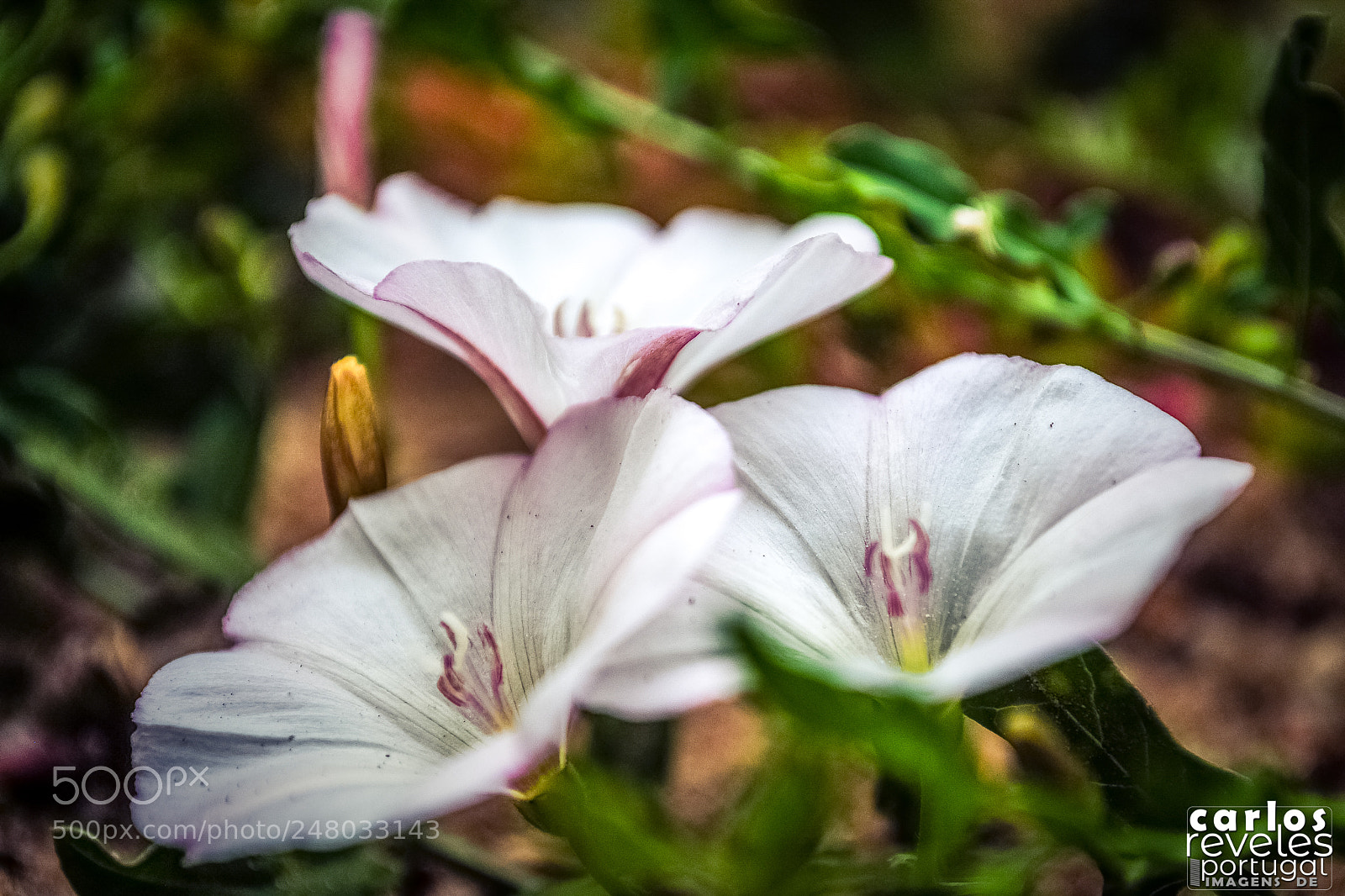 Nikon D5000 sample photo. Flores em jardim de photography