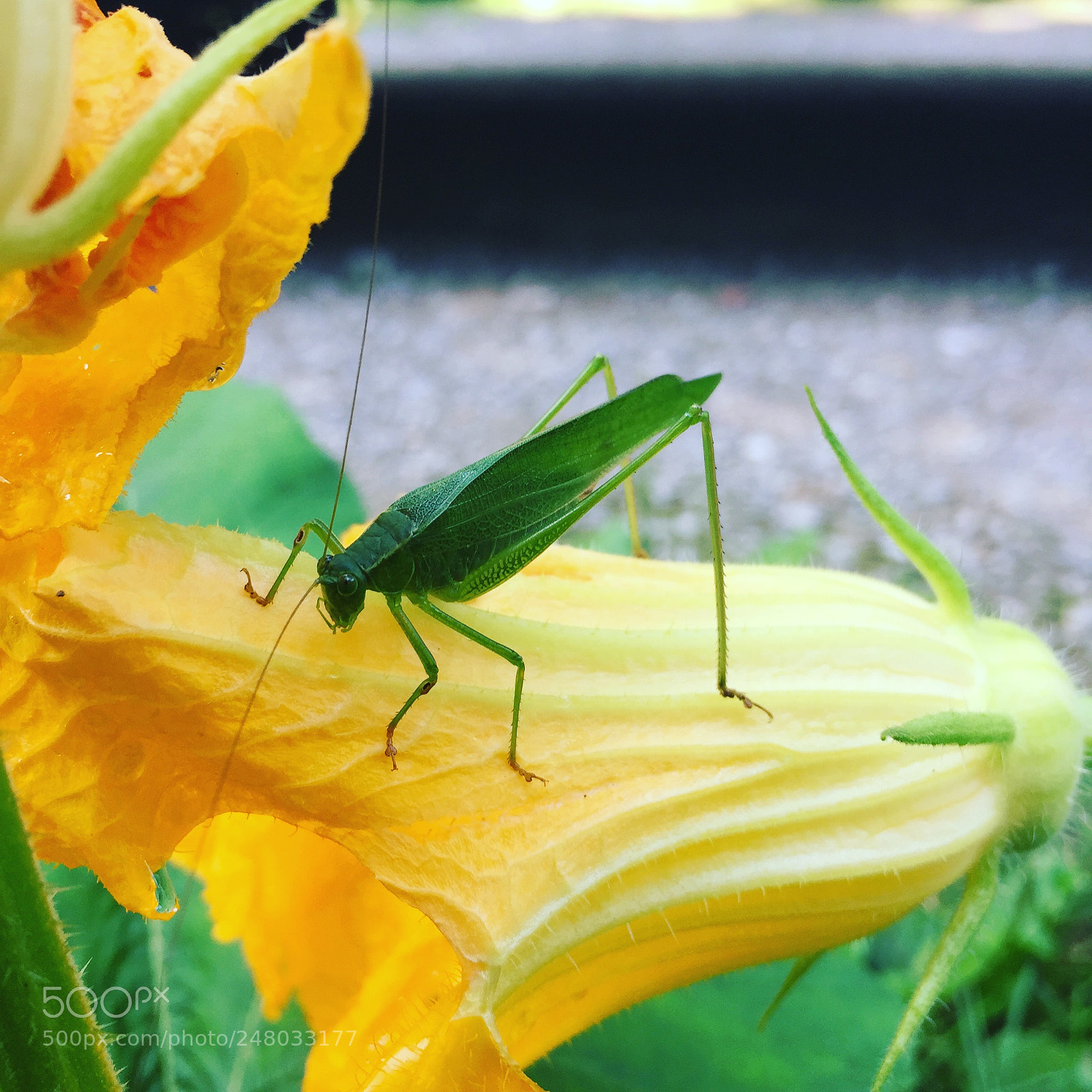 Apple iPhone 6 sample photo. Untitled photography