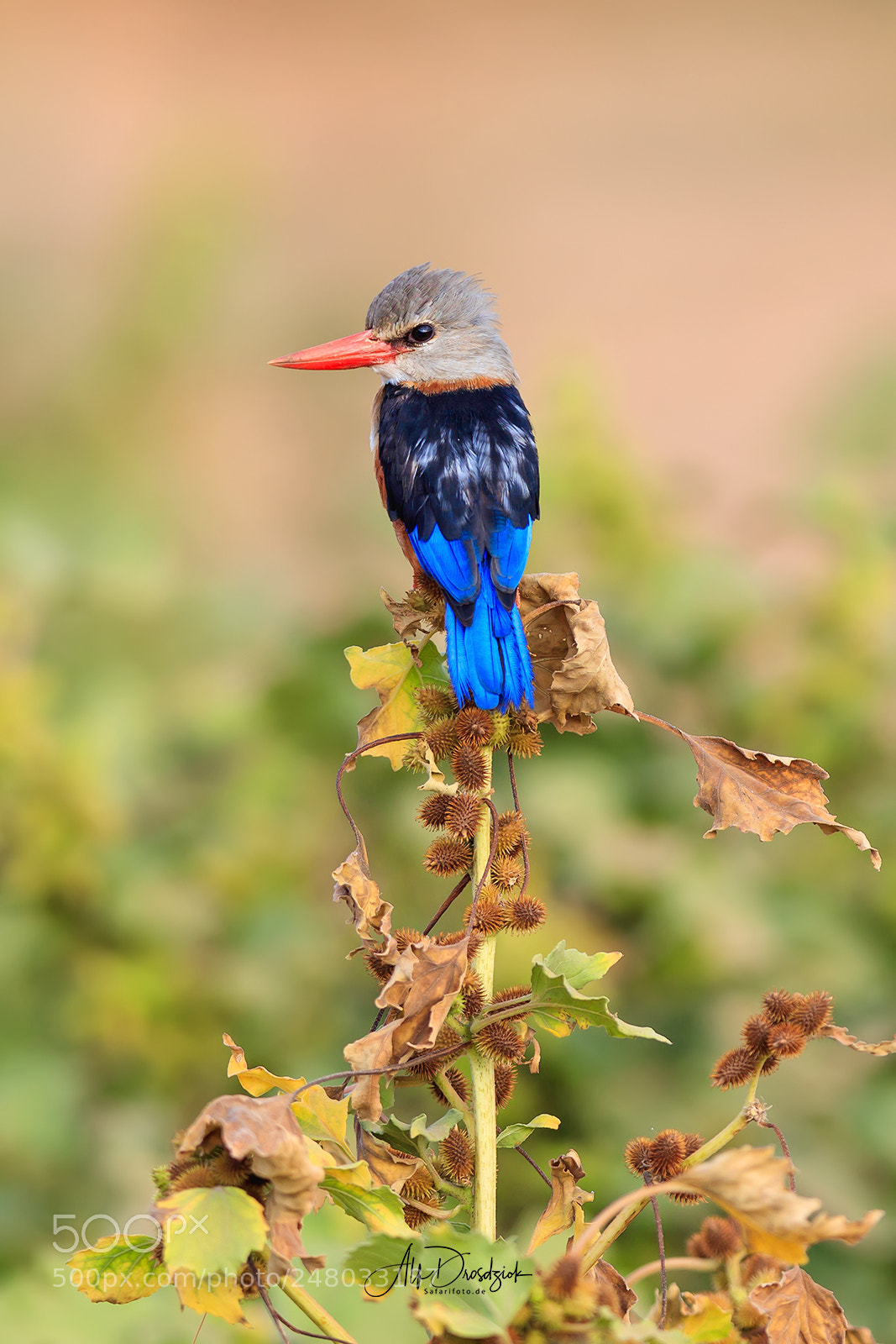Canon EOS 5DS R sample photo. Kingfisher photography
