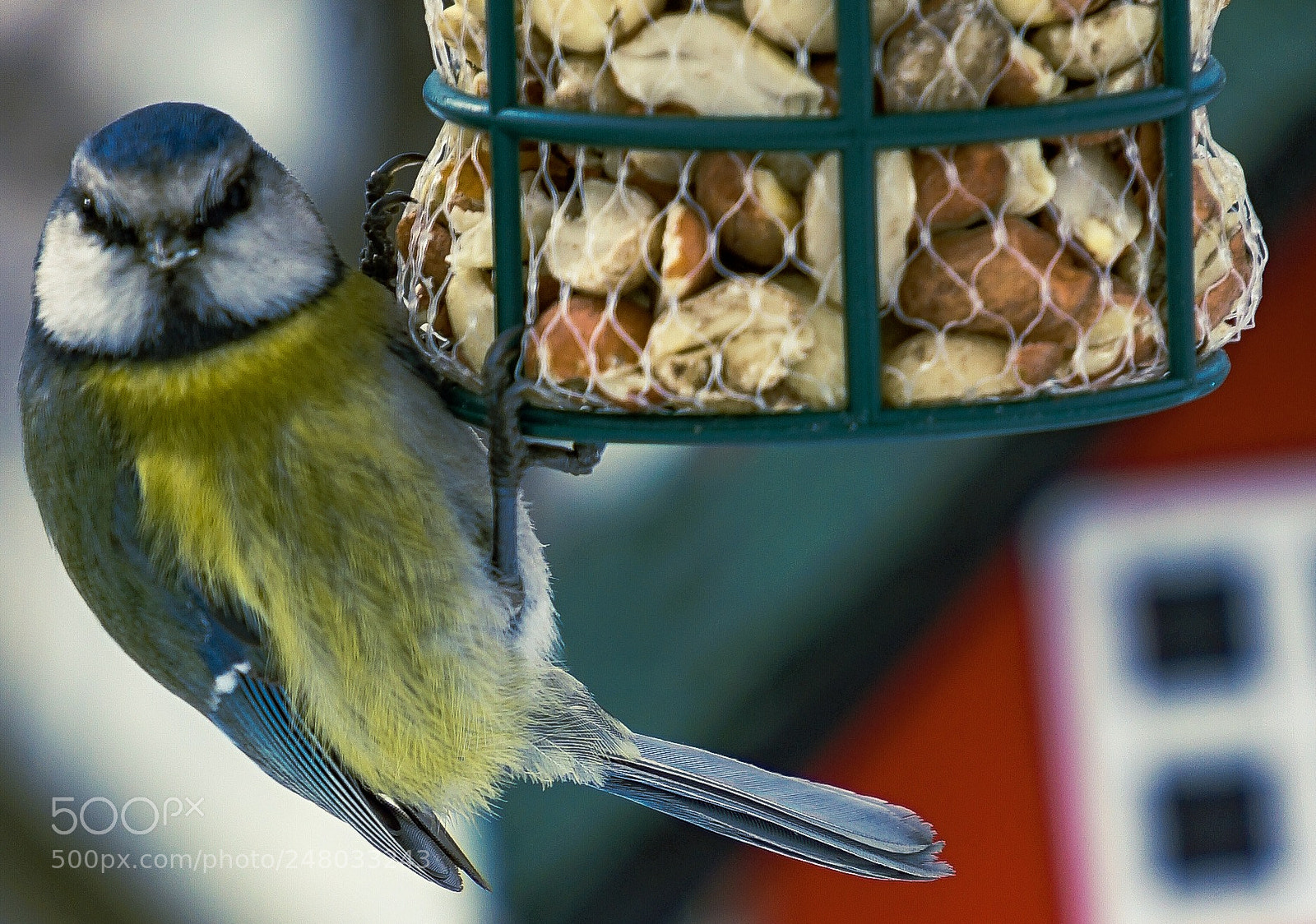 Sony a7 II sample photo. Bird 01 photography
