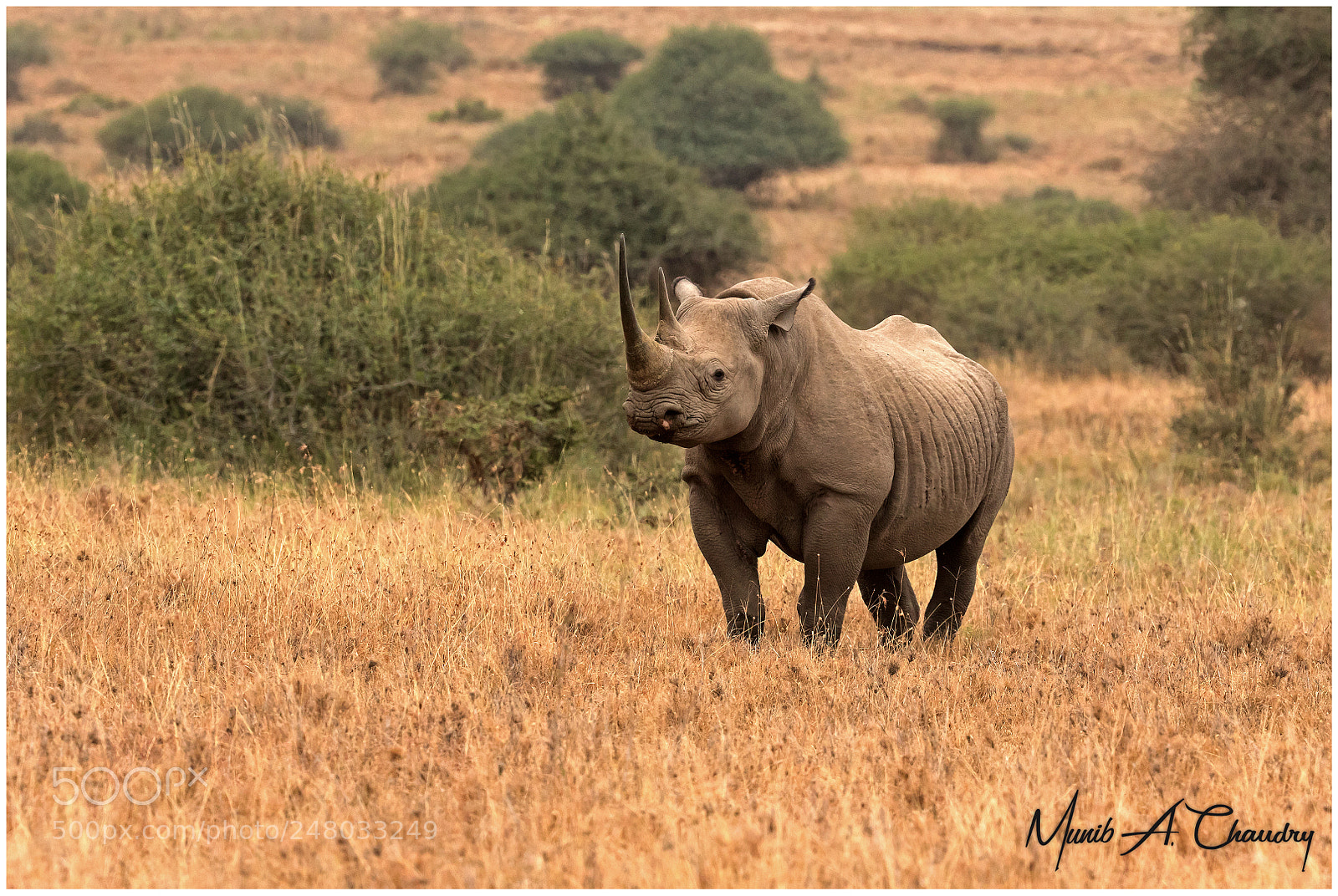Canon EOS 7D Mark II sample photo. World wildlife day 2018 photography