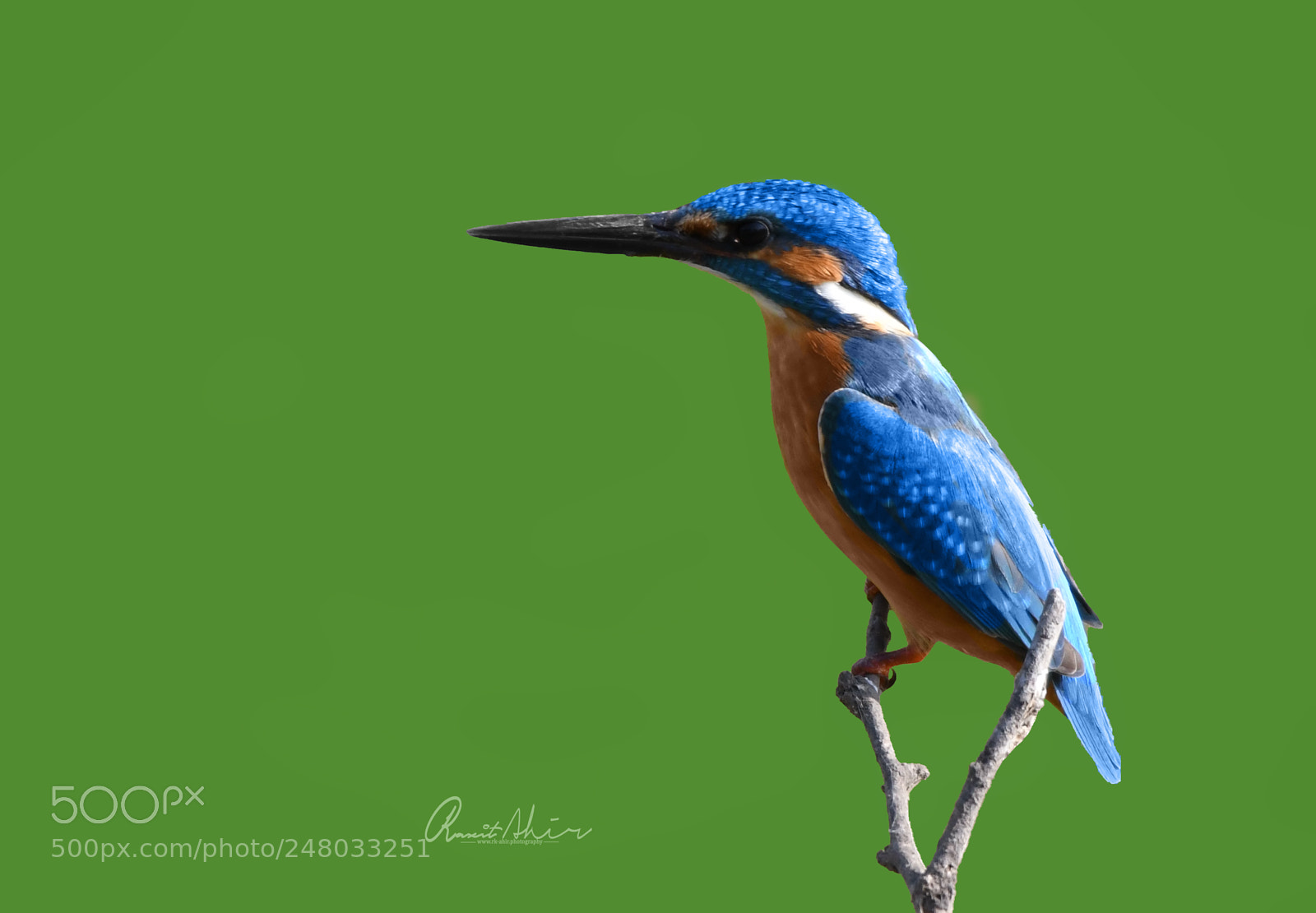 Nikon D500 sample photo. Common kingfisher photography