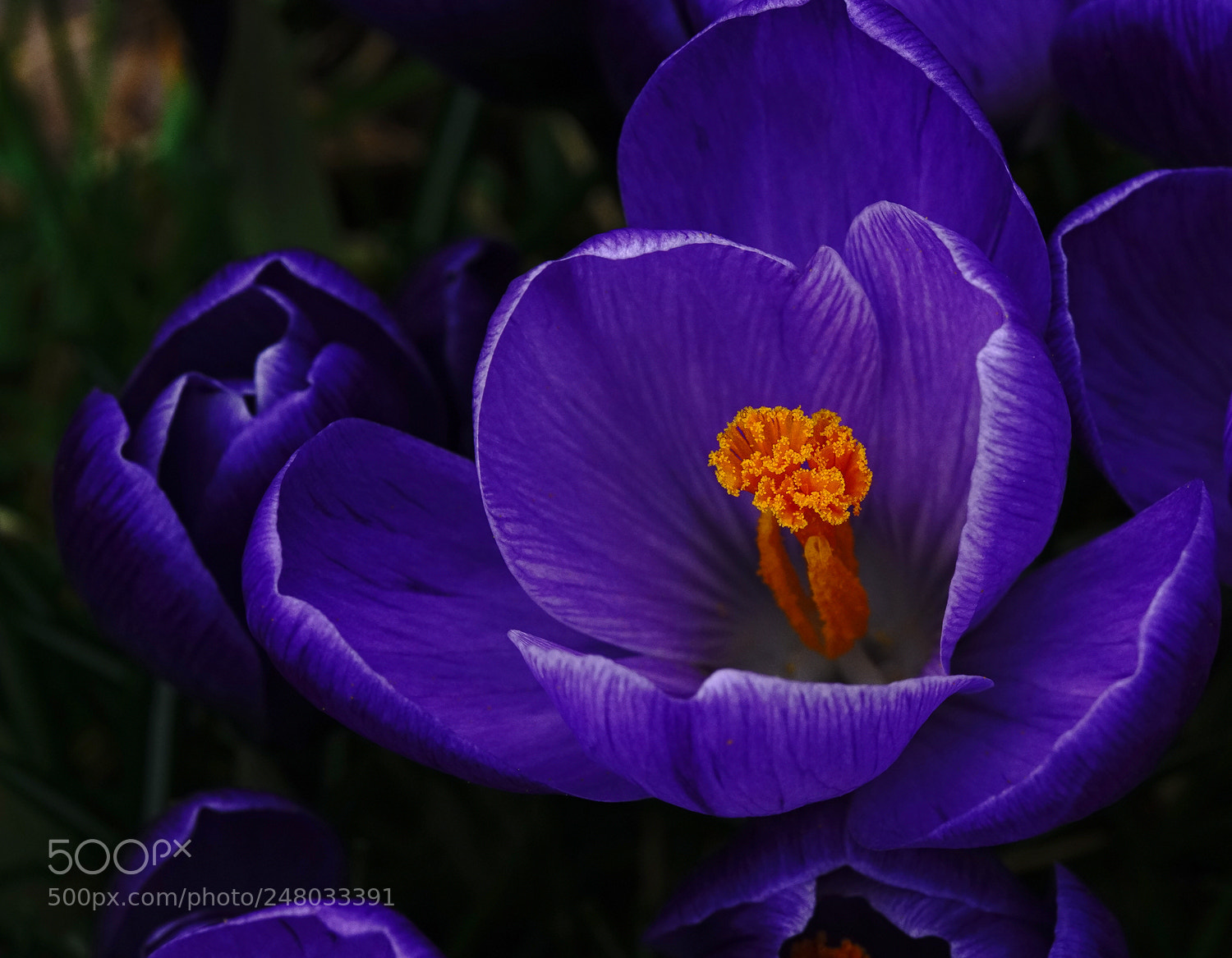 Sony a7R II sample photo. Grand reveal photography