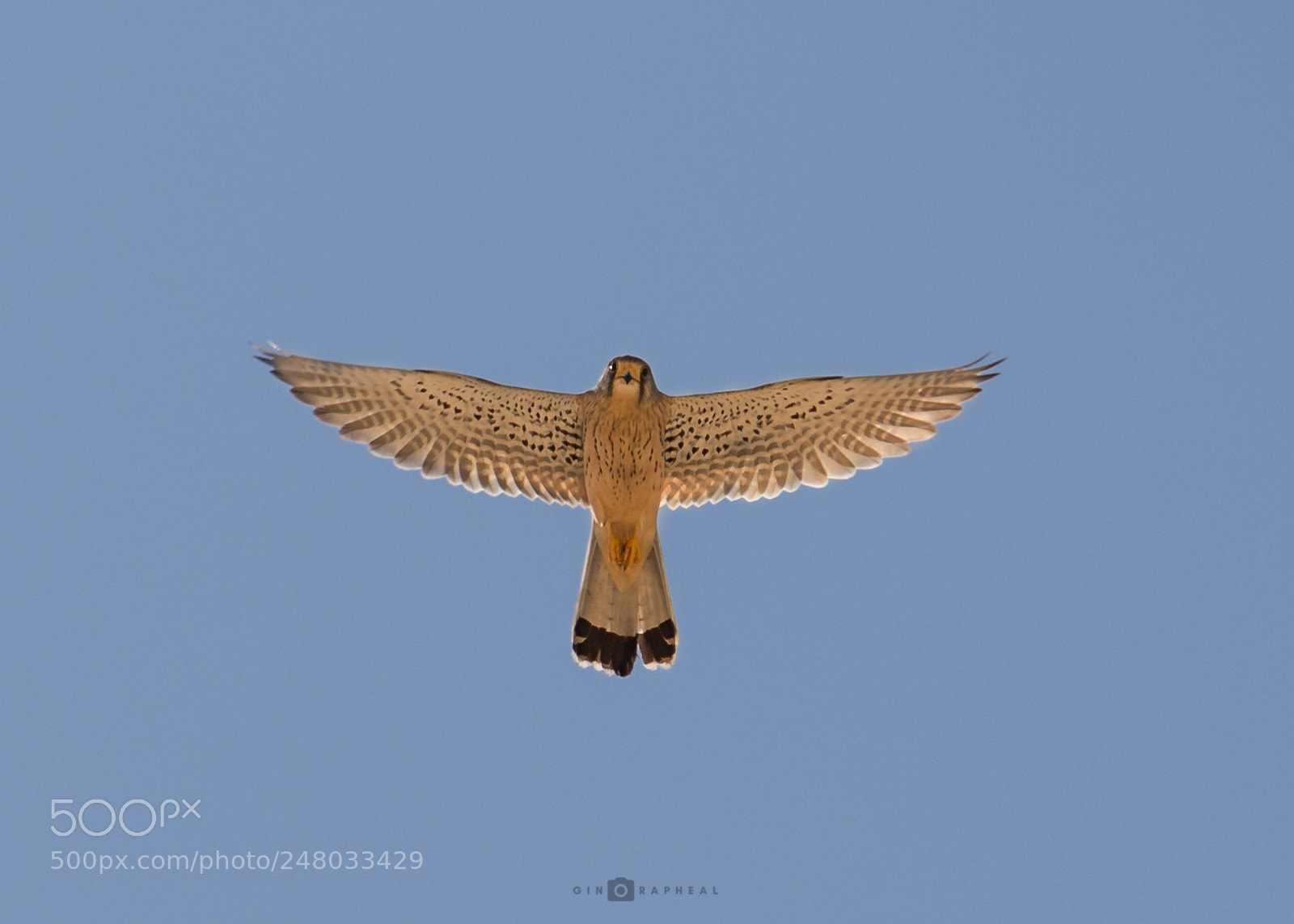 Canon EOS 700D (EOS Rebel T5i / EOS Kiss X7i) sample photo. Kestrel. photography