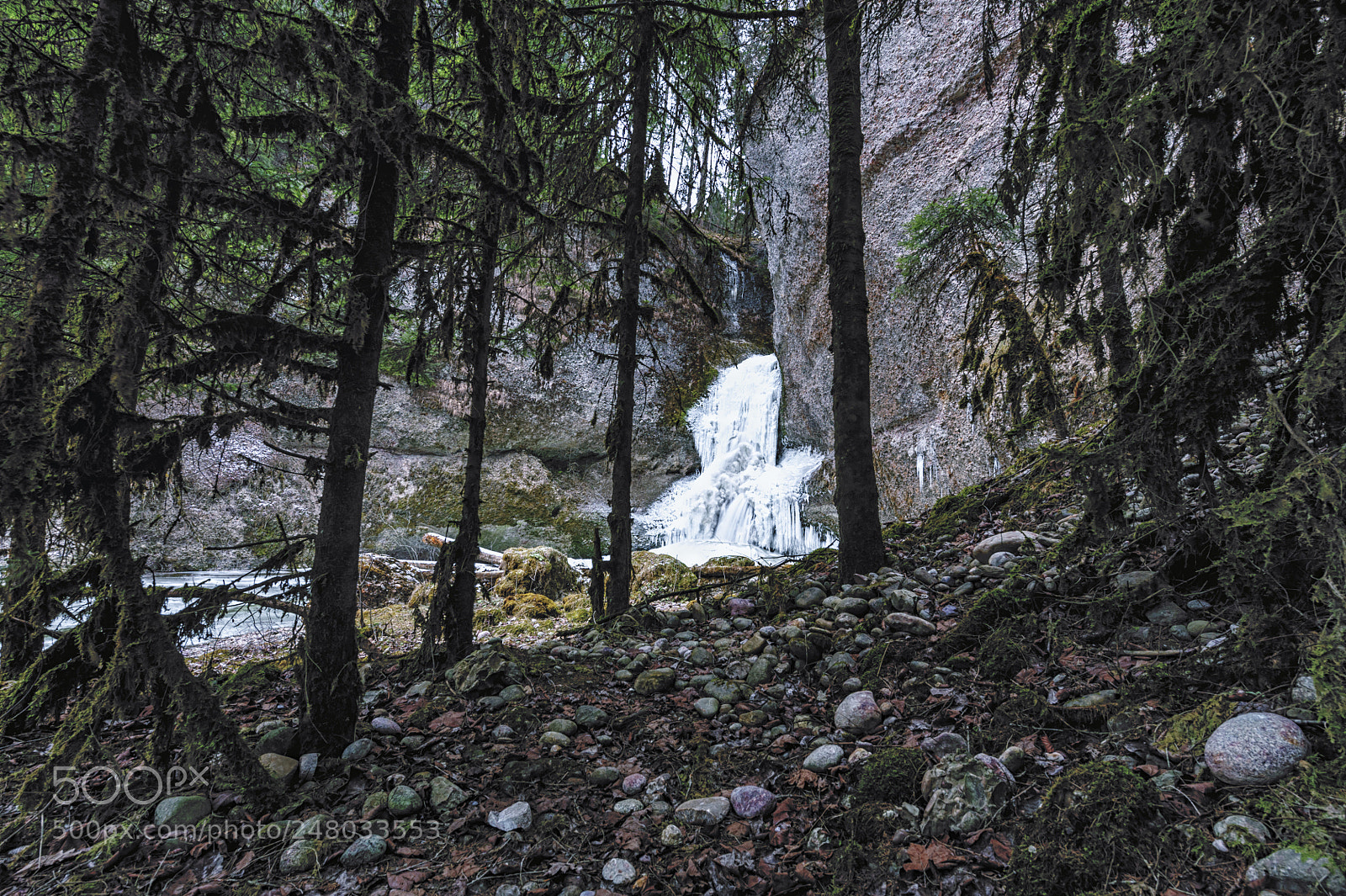 Nikon D700 sample photo. In the woods frozen photography