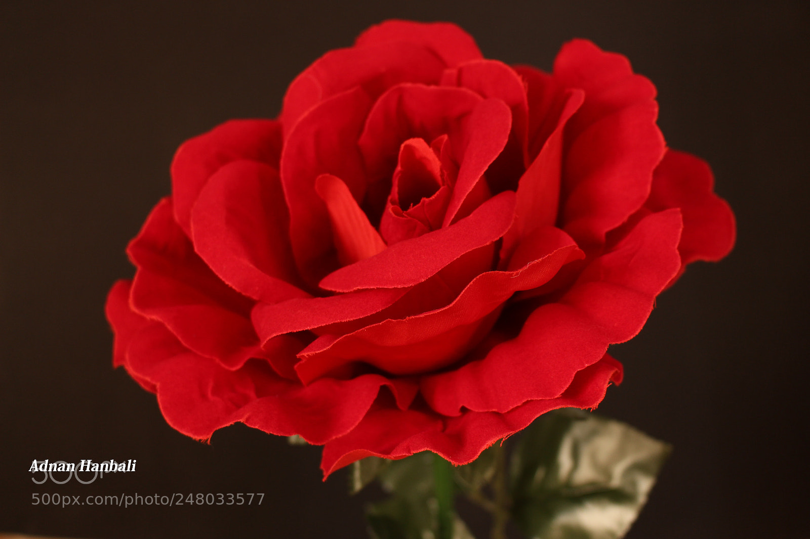 Canon EOS 700D (EOS Rebel T5i / EOS Kiss X7i) sample photo. Head red flower photography