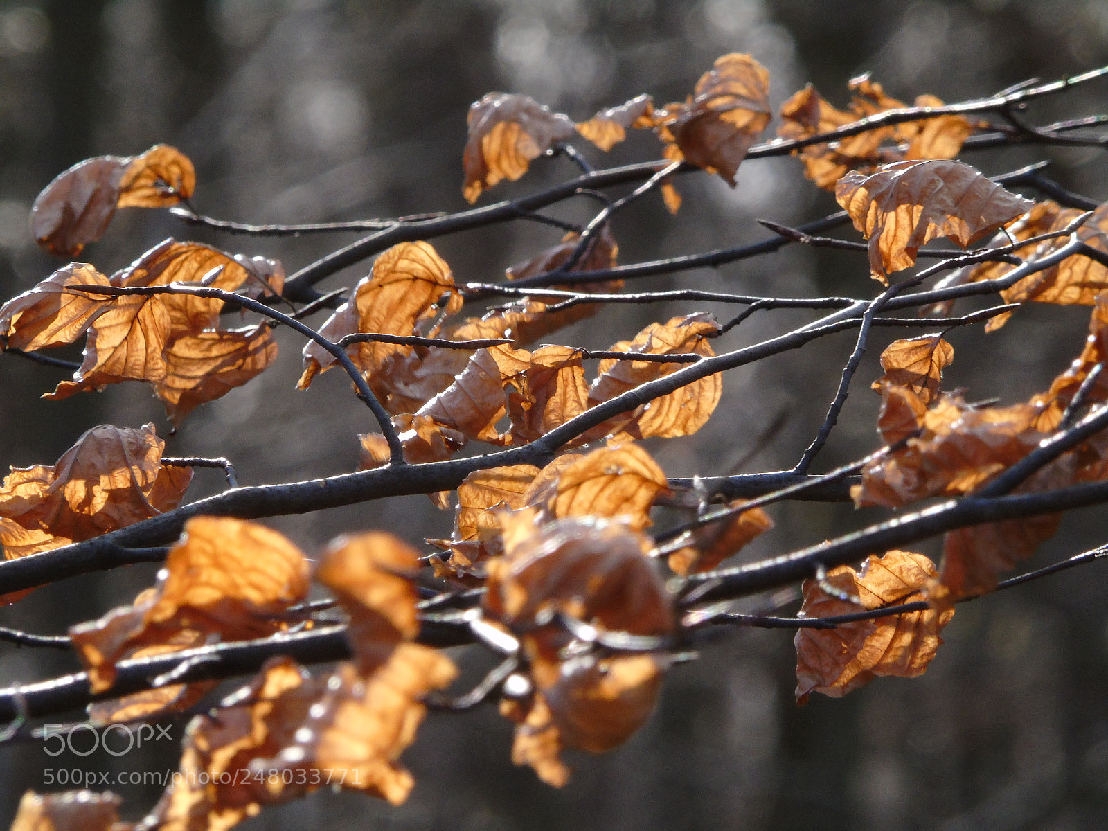 Sony Cyber-shot DSC-H400 sample photo. Beech woods in february photography