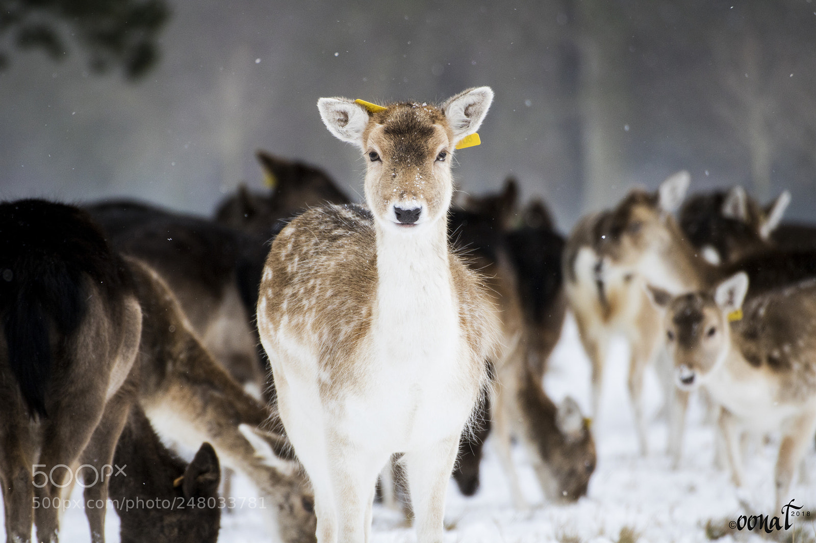 Canon EOS 750D (EOS Rebel T6i / EOS Kiss X8i) sample photo. Deer photography
