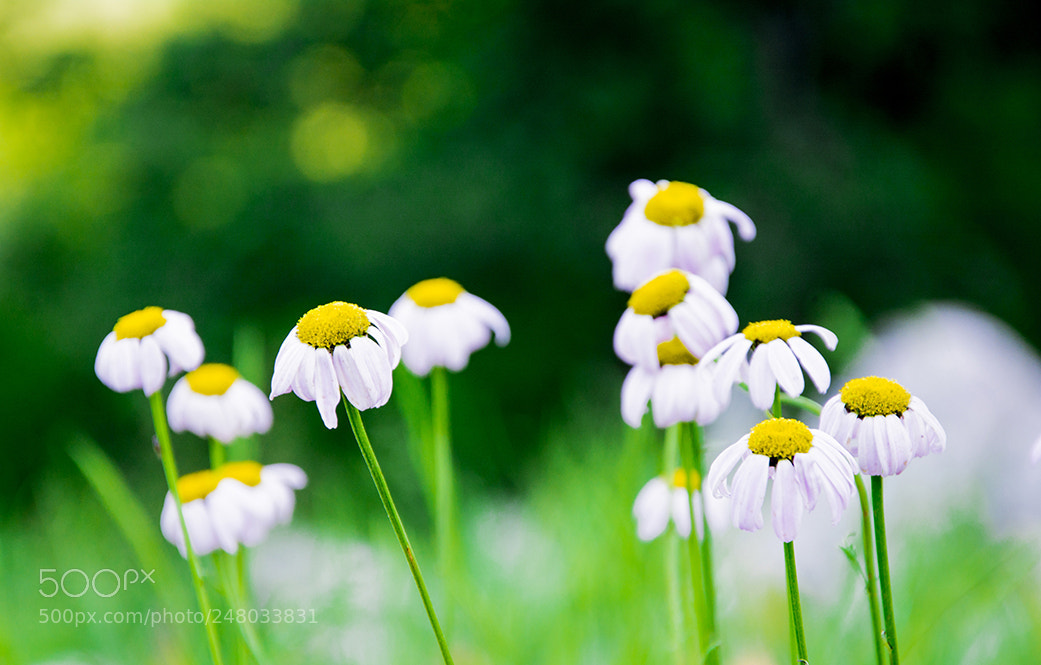 Nikon D7100 sample photo. Flower photography