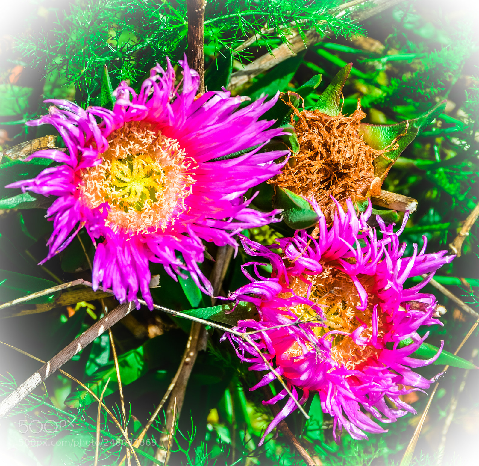 Nikon D5100 sample photo. Flower .. photography