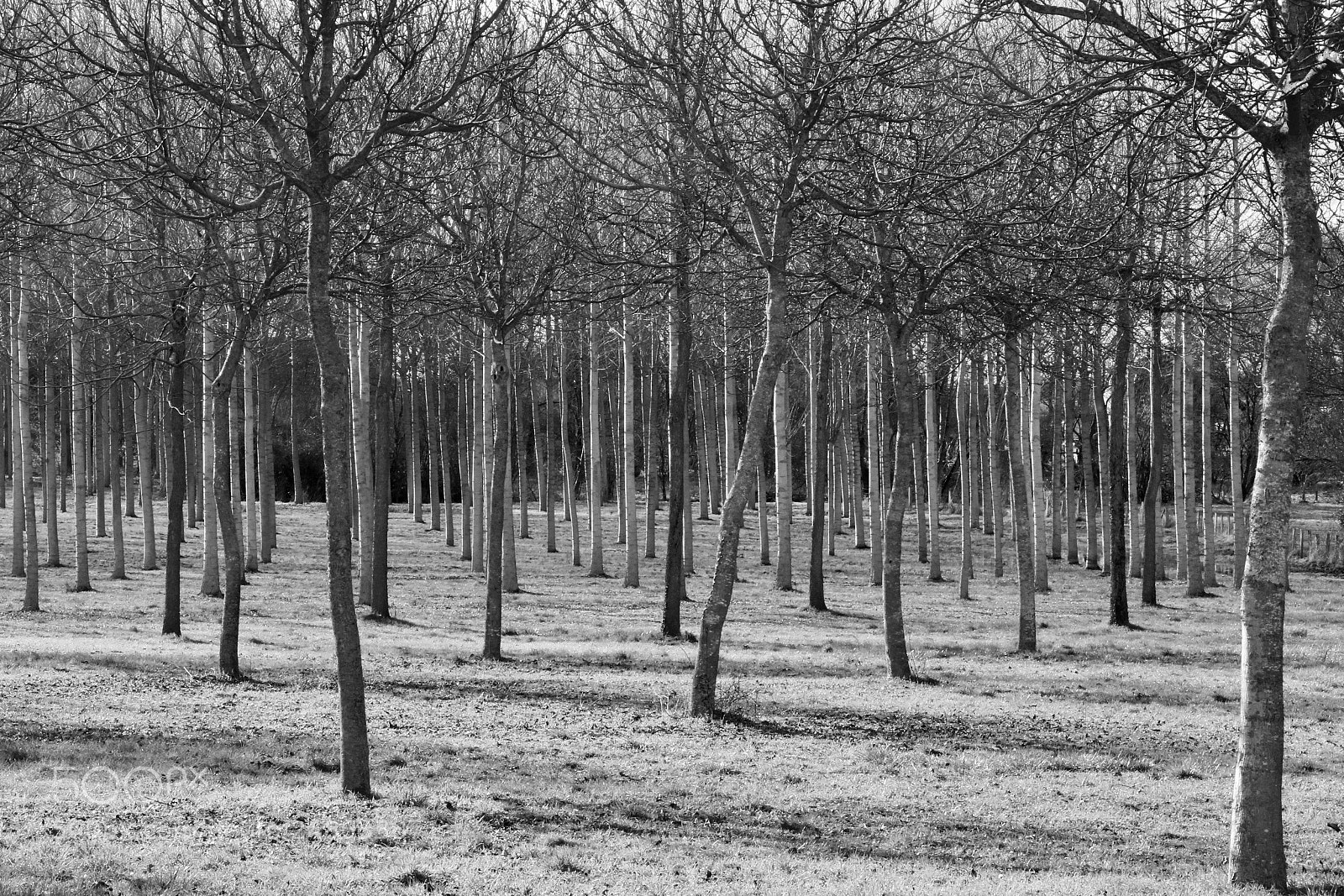 Canon EOS 750D (EOS Rebel T6i / EOS Kiss X8i) sample photo. Dissay-sous-courcillon, 12 février 2018 photography
