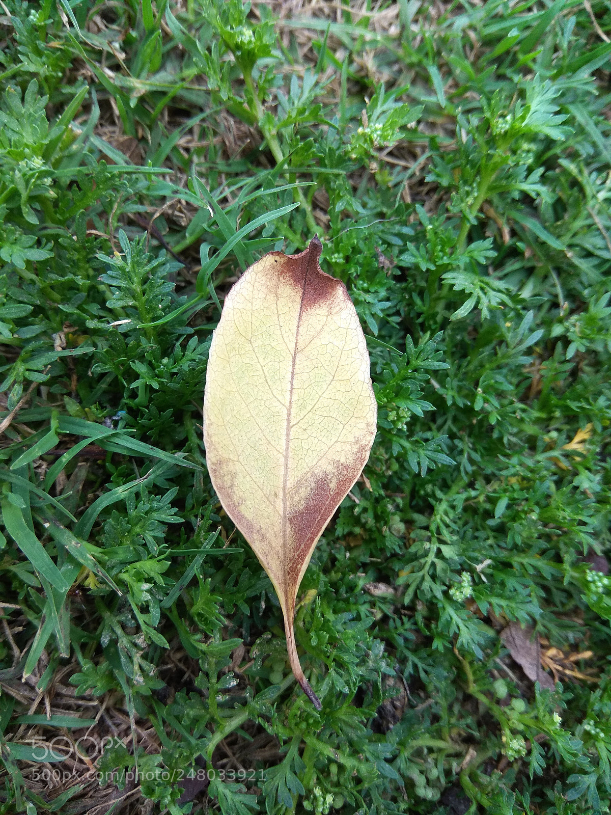 Xiaomi Redmi Note 4 sample photo. Leaf on grass photography
