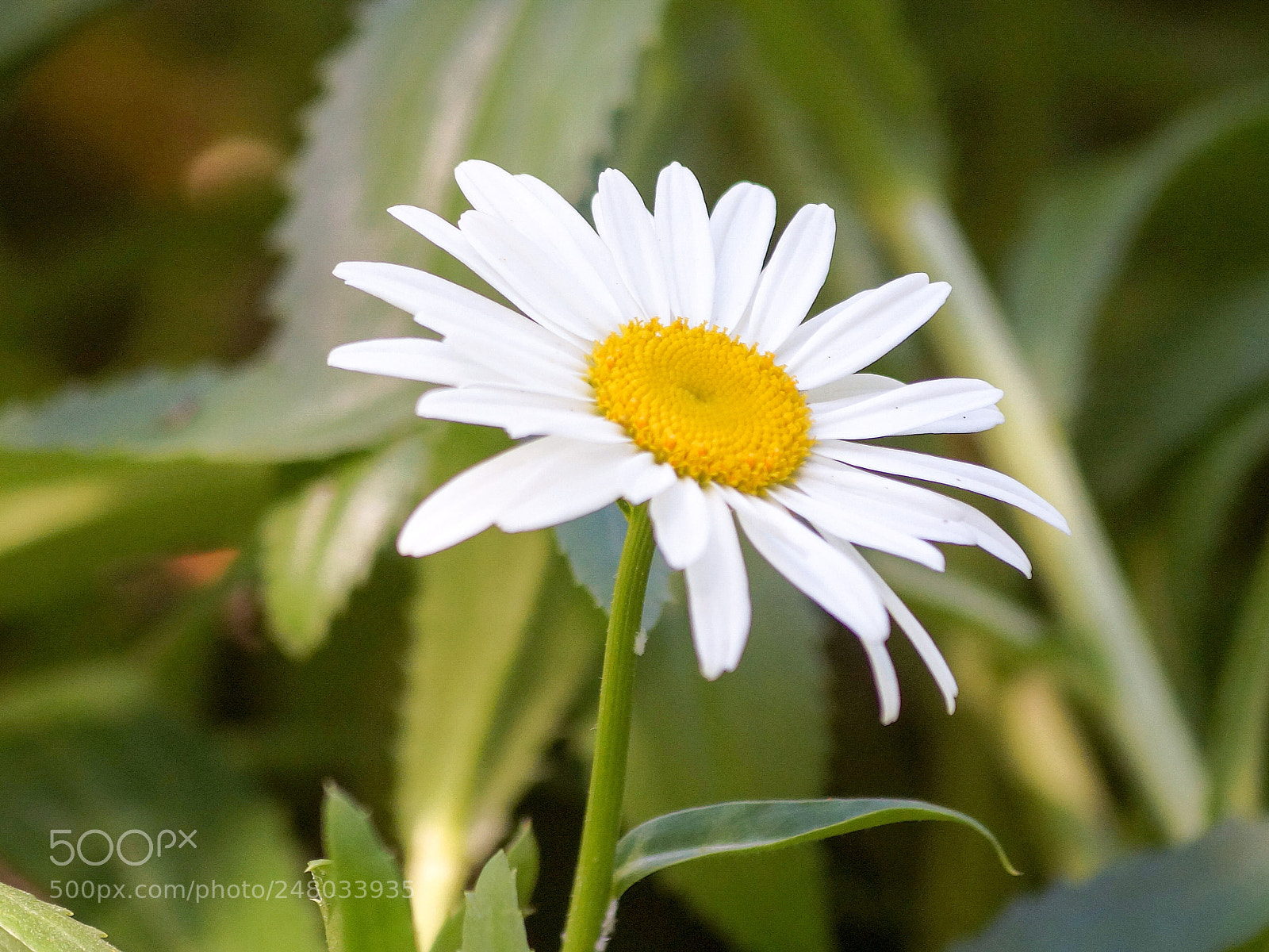 Sony SLT-A58 sample photo. Flowers photography